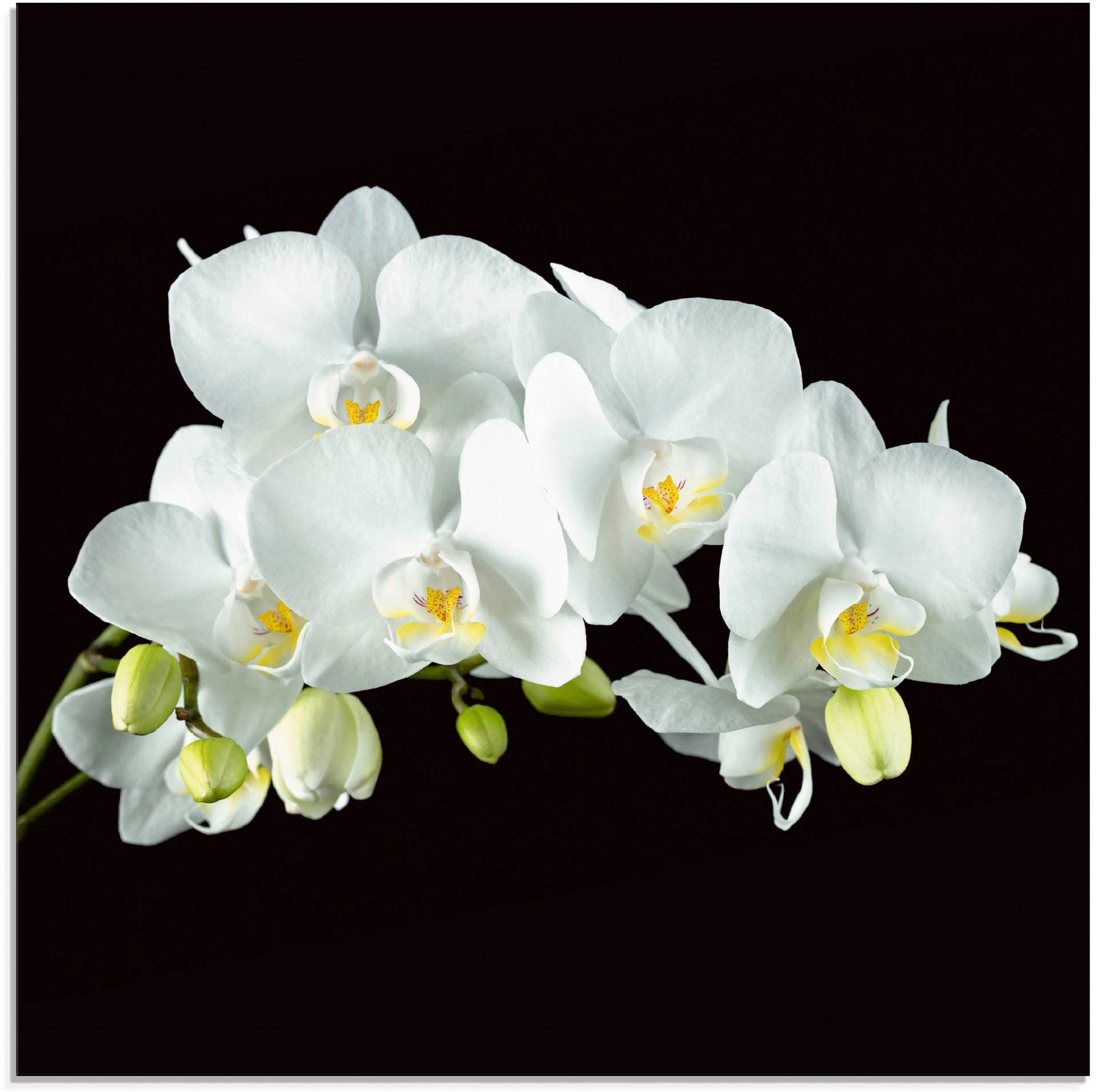 Artland Glasbild »Weisse Orchidee auf schwarzem Hintergrund«, Blumen, (1 St.) von Artland