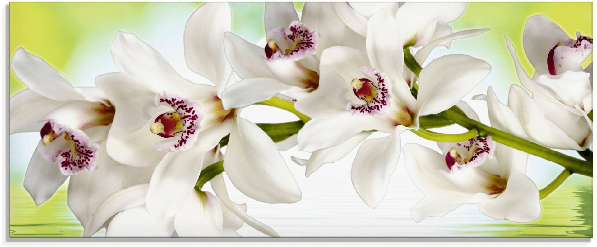 Artland Glasbild »Weisse Orchidee«, Blumen, (1 St.) von Artland