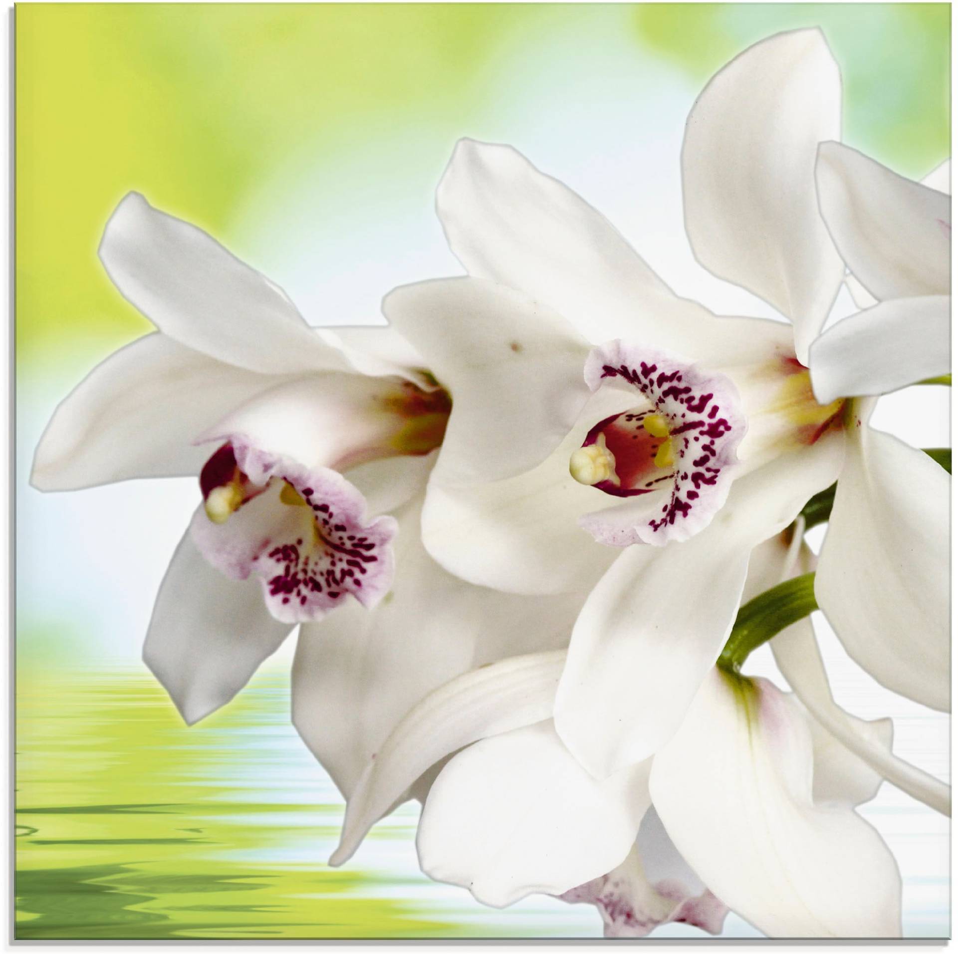 Artland Glasbild »Weisse Orchidee«, Blumen, (1 St.) von Artland