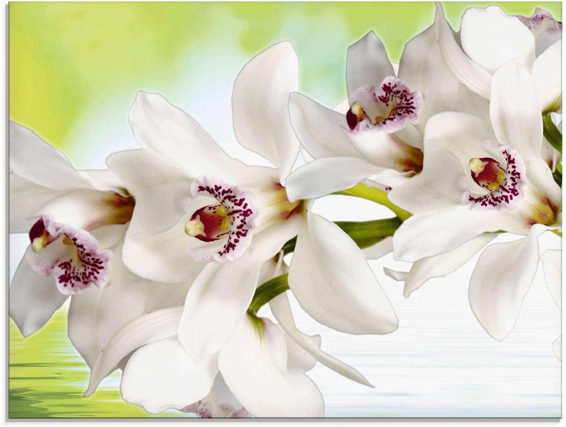 Artland Glasbild »Weisse Orchidee«, Blumen, (1 St.) von Artland