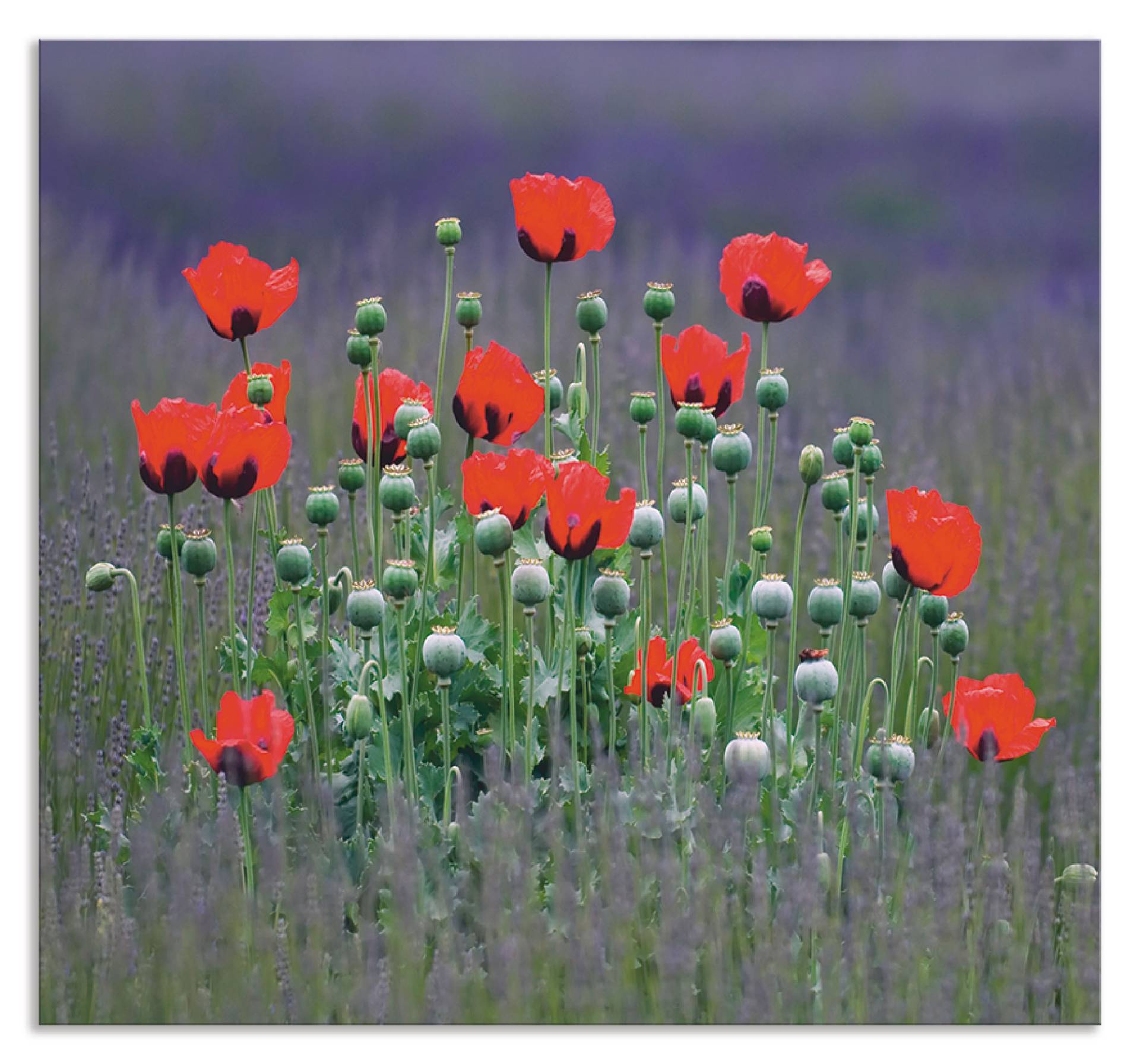 Artland Küchenrückwand »Lavendelfarm in Sequim - Mohnblumen«, (1 tlg.), Alu Spritzschutz mit Klebeband, einfache Montage von Artland