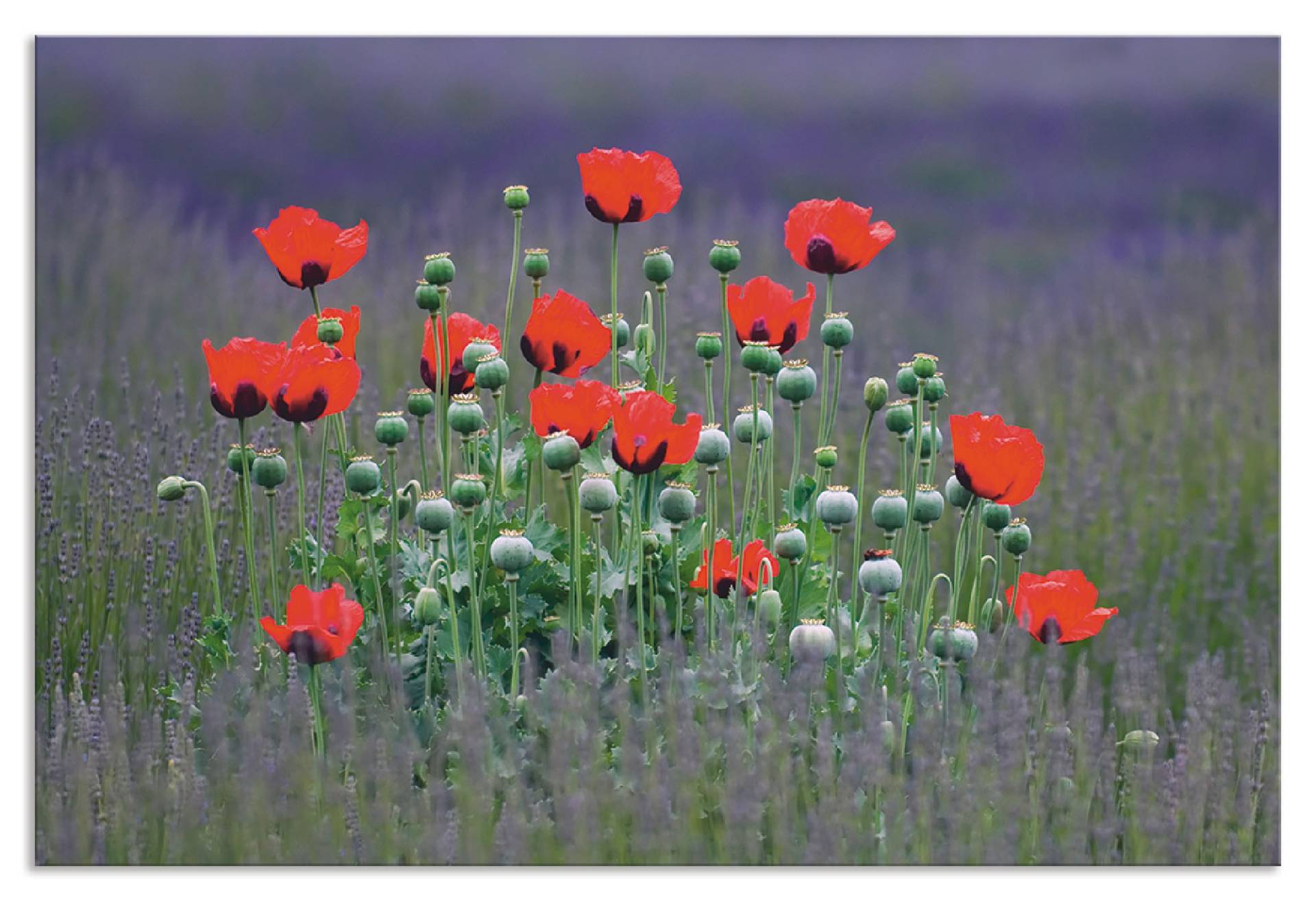 Artland Küchenrückwand »Lavendelfarm in Sequim - Mohnblumen«, (1 tlg.), Alu Spritzschutz mit Klebeband, einfache Montage von Artland