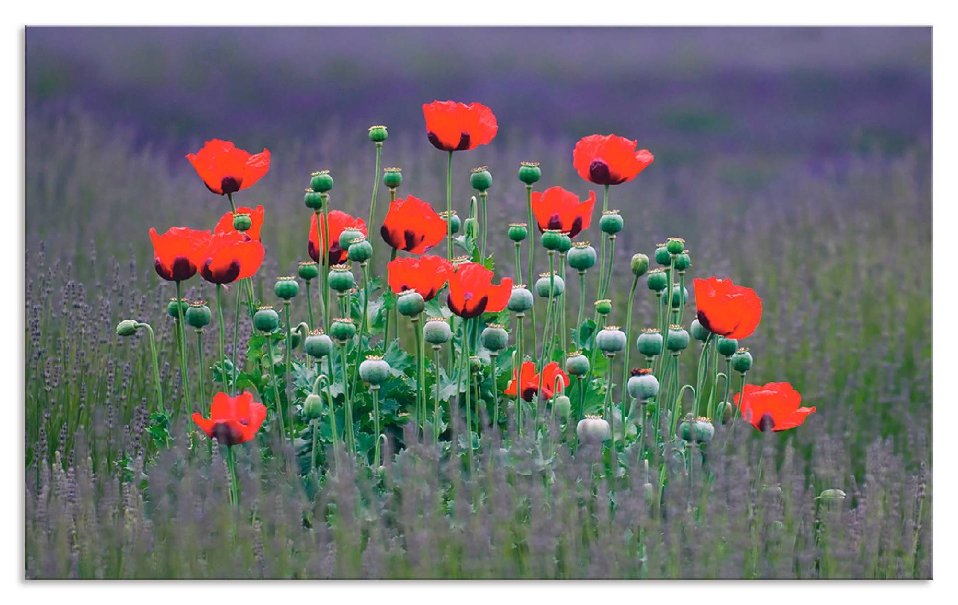 Artland Küchenrückwand »Lavendelfarm in Sequim - Mohnblumen«, (1 tlg.), Alu Spritzschutz mit Klebeband, einfache Montage von Artland