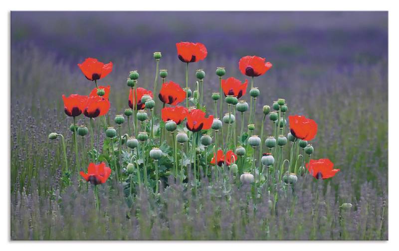 Artland Küchenrückwand »Lavendelfarm in Sequim - Mohnblumen«, (1 tlg.), Alu Spritzschutz mit Klebeband, einfache Montage von Artland