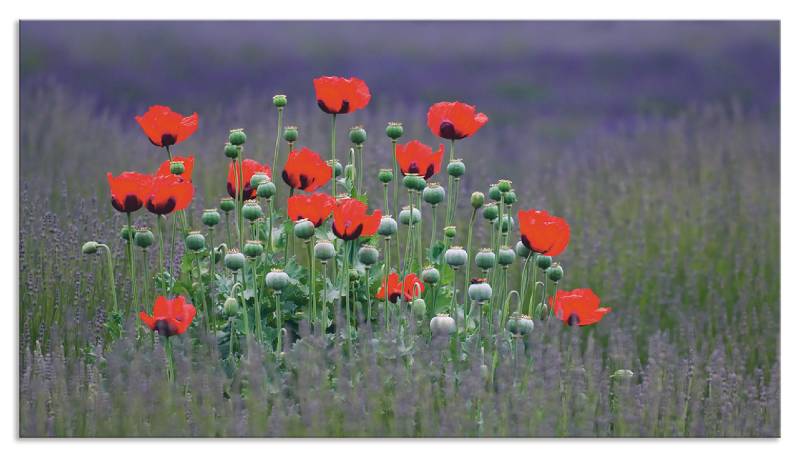 Artland Küchenrückwand »Lavendelfarm in Sequim - Mohnblumen«, (1 tlg.), Alu Spritzschutz mit Klebeband, einfache Montage von Artland