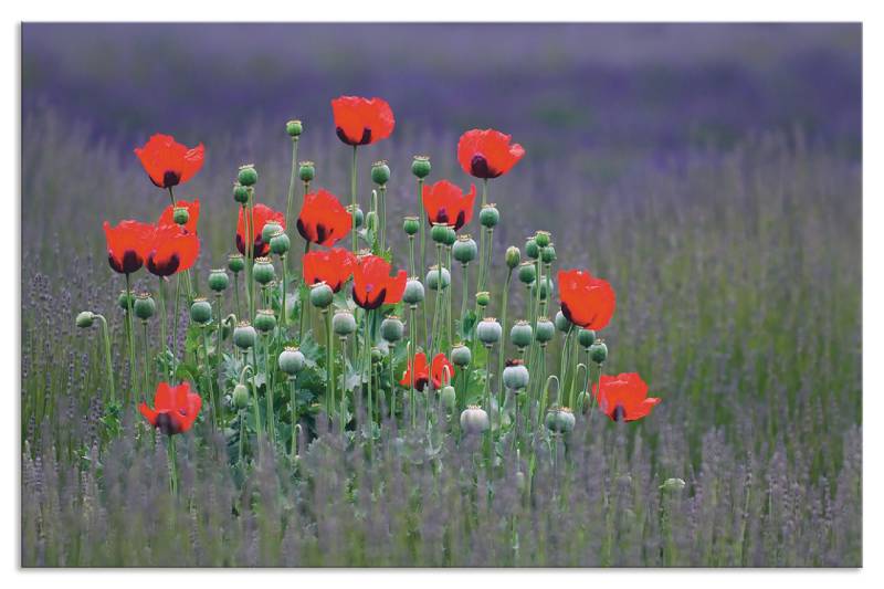 Artland Küchenrückwand »Lavendelfarm in Sequim - Mohnblumen«, (1 tlg.), Alu Spritzschutz mit Klebeband, einfache Montage von Artland