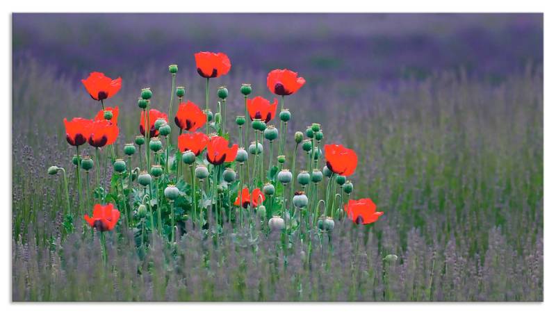Artland Küchenrückwand »Lavendelfarm in Sequim - Mohnblumen«, (1 tlg.), Alu Spritzschutz mit Klebeband, einfache Montage von Artland