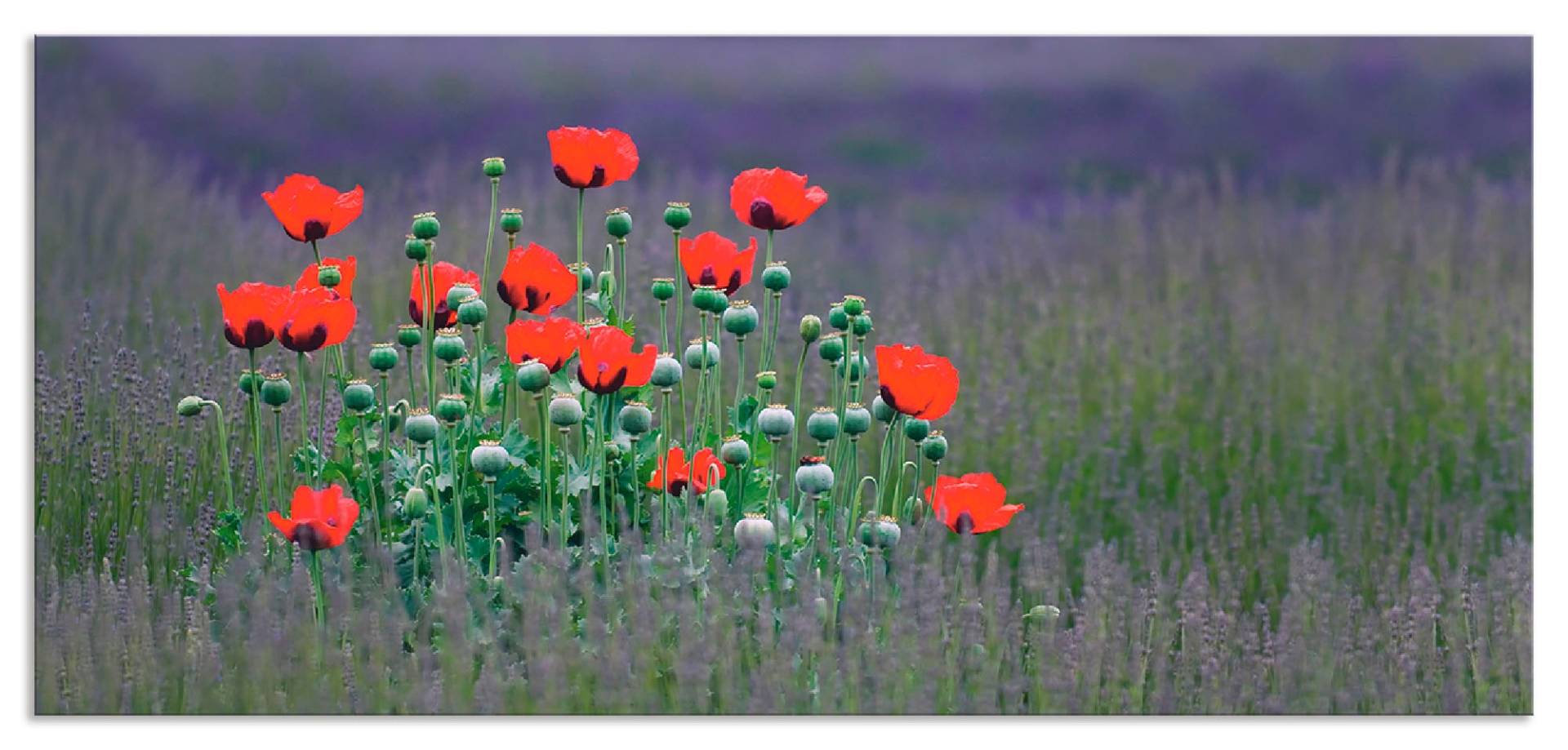 Artland Küchenrückwand »Lavendelfarm in Sequim - Mohnblumen«, (1 tlg.) von Artland