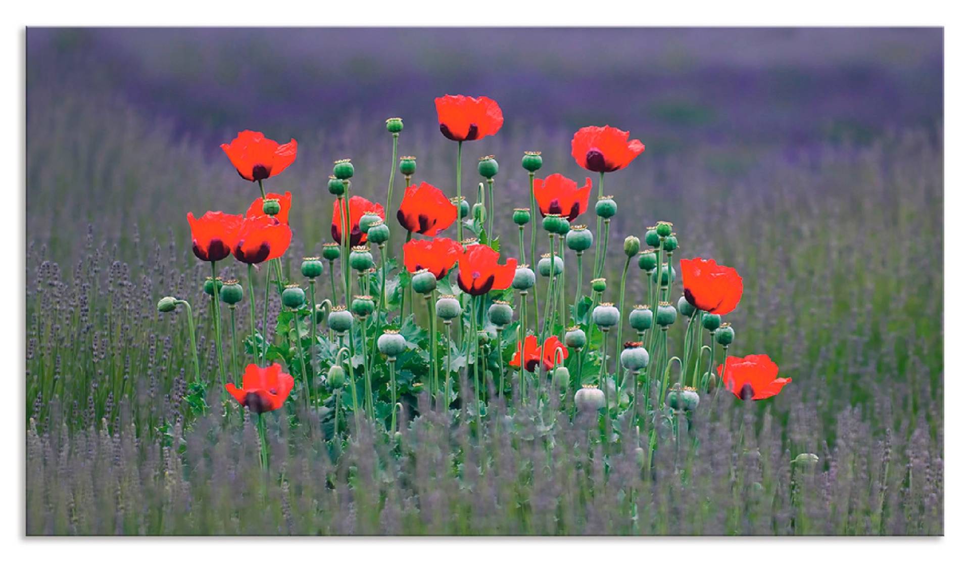 Artland Küchenrückwand »Lavendelfarm in Sequim - Mohnblumen«, (1 tlg.) von Artland