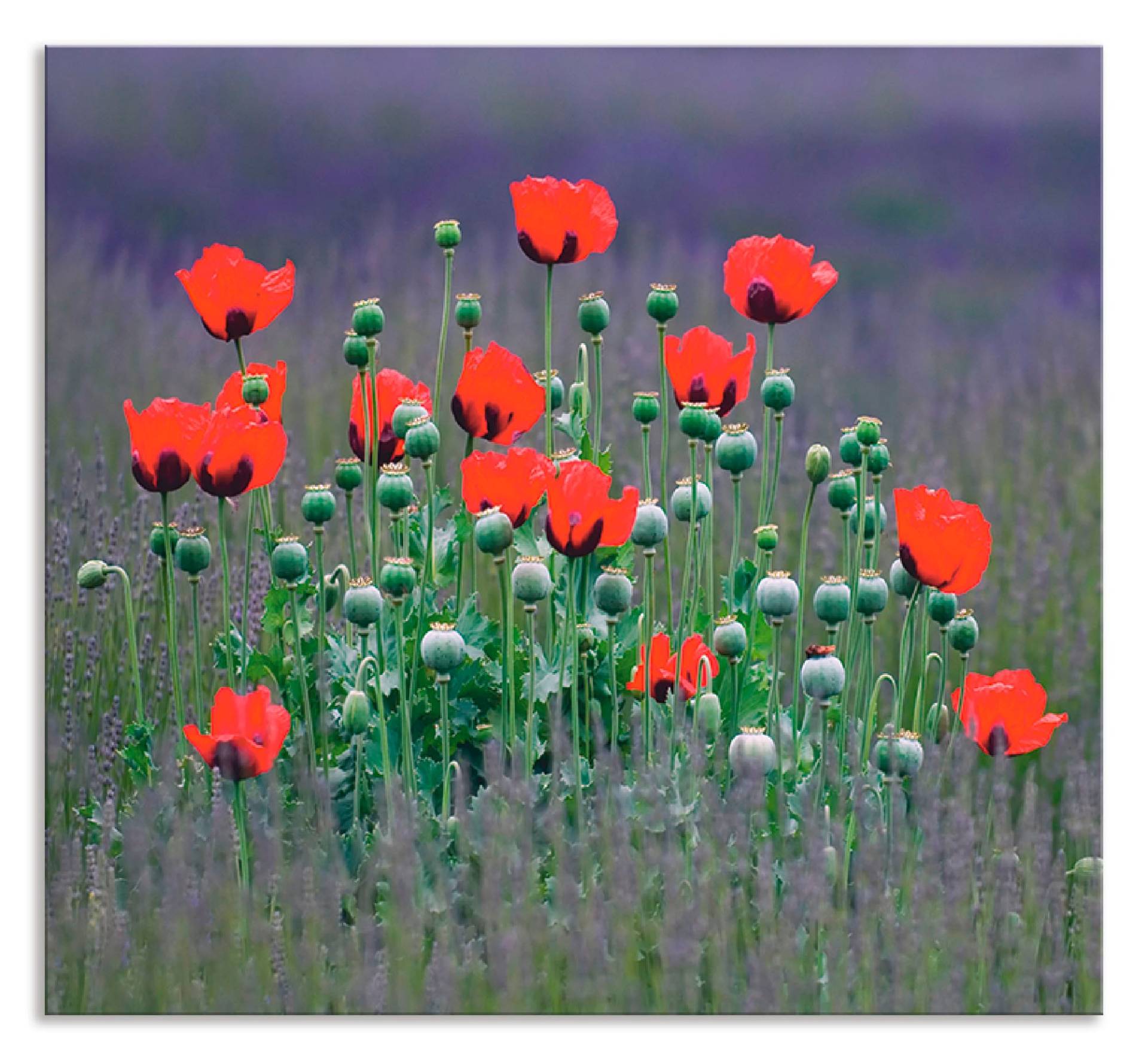 Artland Küchenrückwand »Lavendelfarm in Sequim - Mohnblumen«, (1 tlg.) von Artland