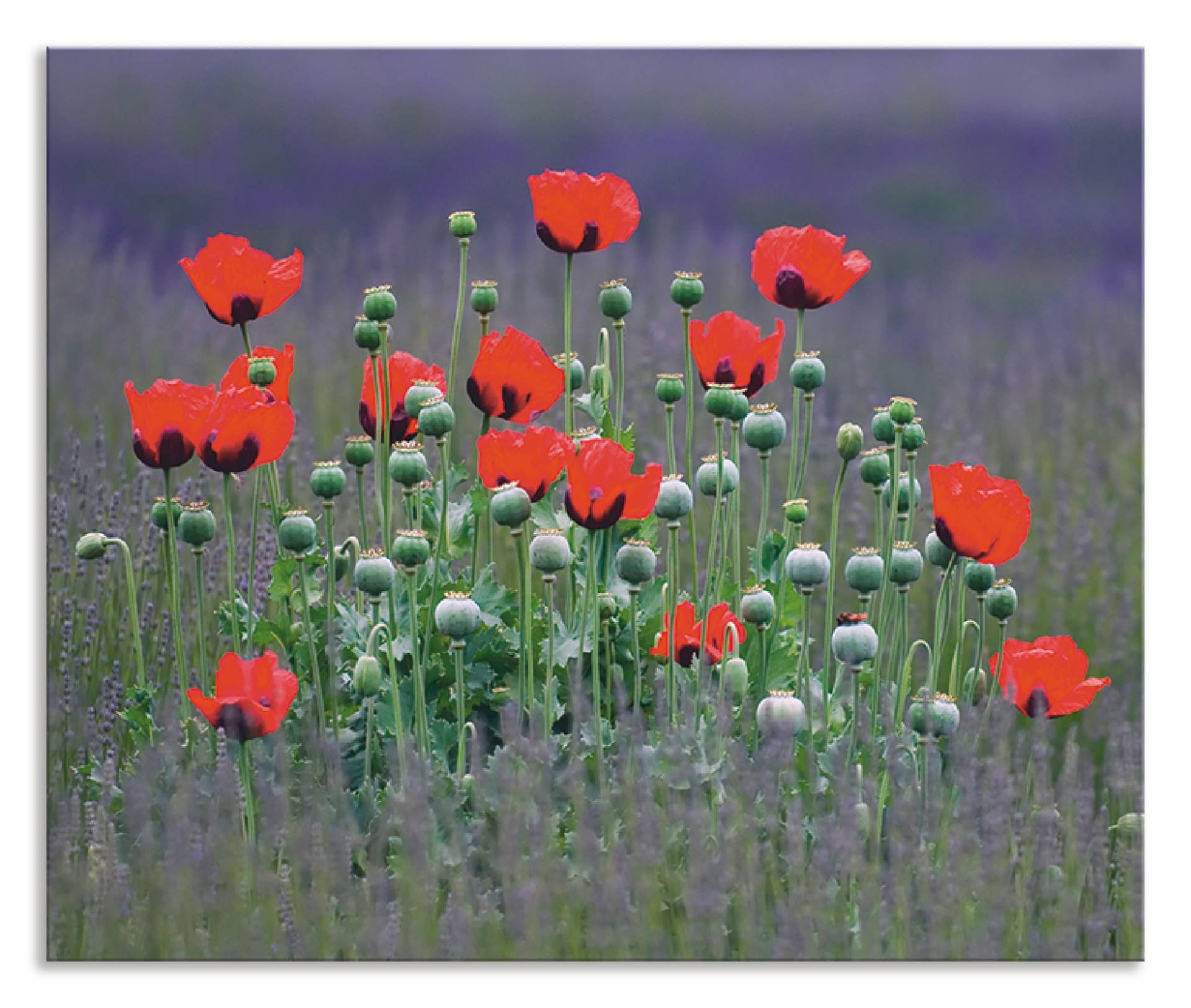 Artland Küchenrückwand »Lavendelfarm in Sequim - Mohnblumen«, (1 tlg.) von Artland