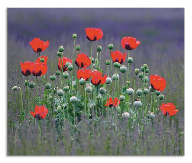 Artland Küchenrückwand »Lavendelfarm in Sequim - Mohnblumen«, (1 tlg.), Alu Spritzschutz mit Klebeband, einfache Montage von Artland