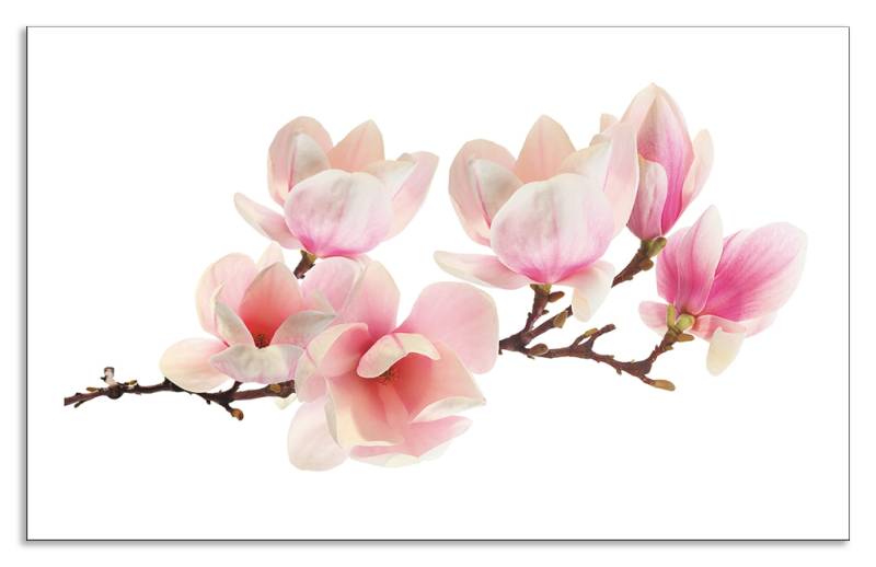 Artland Küchenrückwand »Magnolie«, (1 tlg.), Alu Spritzschutz mit Klebeband, einfache Montage von Artland