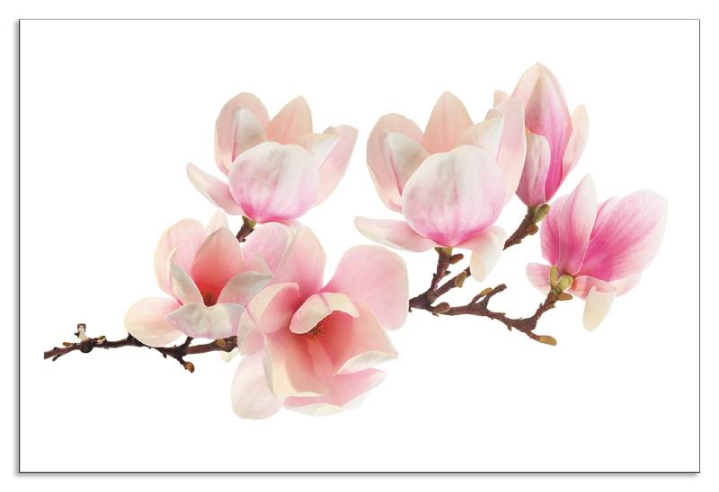 Artland Küchenrückwand »Magnolie«, (1 tlg.), Alu Spritzschutz mit Klebeband, einfache Montage von Artland
