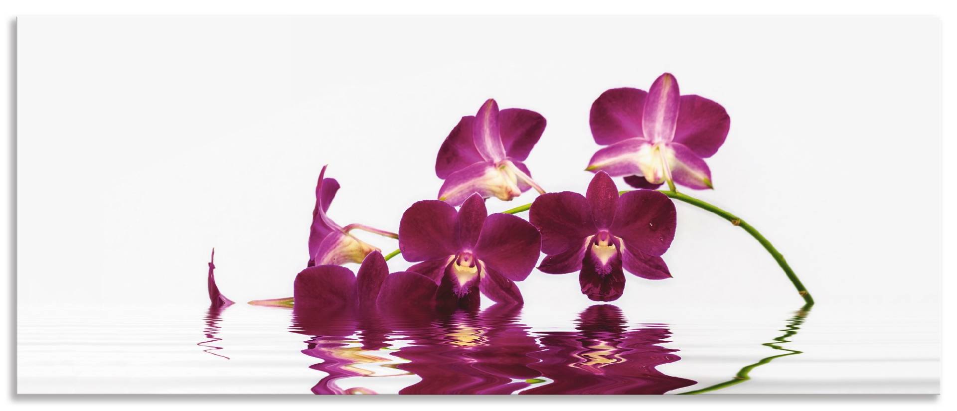 Artland Küchenrückwand »Phalaenopsis Orchidee«, (1 tlg.), Alu Spritzschutz mit Klebeband, einfache Montage von Artland