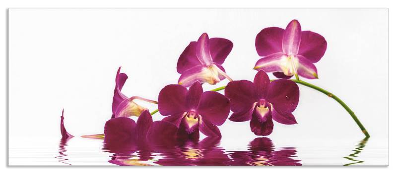 Artland Küchenrückwand »Phalaenopsis Orchidee«, (1 tlg.), Alu Spritzschutz mit Klebeband, einfache Montage von Artland