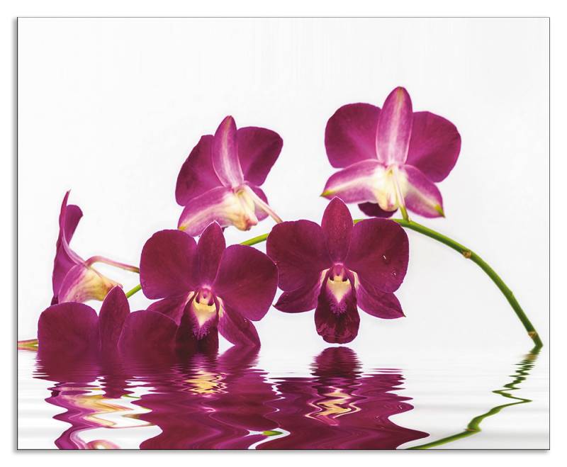 Artland Küchenrückwand »Phalaenopsis Orchidee«, (1 tlg.), Alu Spritzschutz mit Klebeband, einfache Montage von Artland