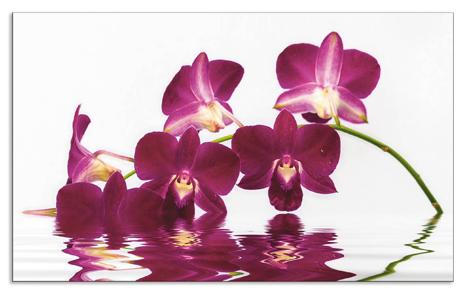 Artland Küchenrückwand »Phalaenopsis Orchidee«, (1 tlg.) von Artland