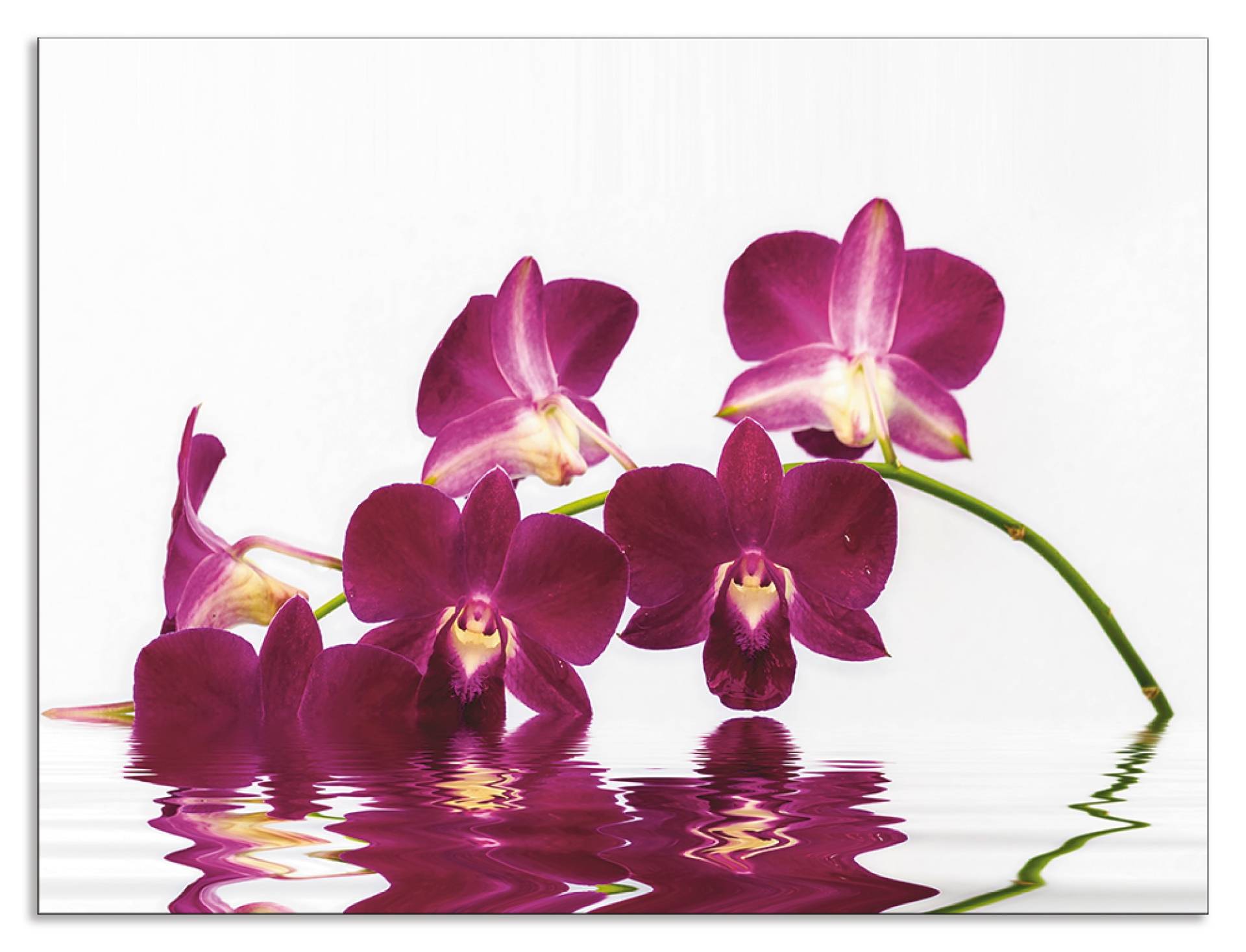 Artland Küchenrückwand »Phalaenopsis Orchidee«, (1 tlg.) von Artland