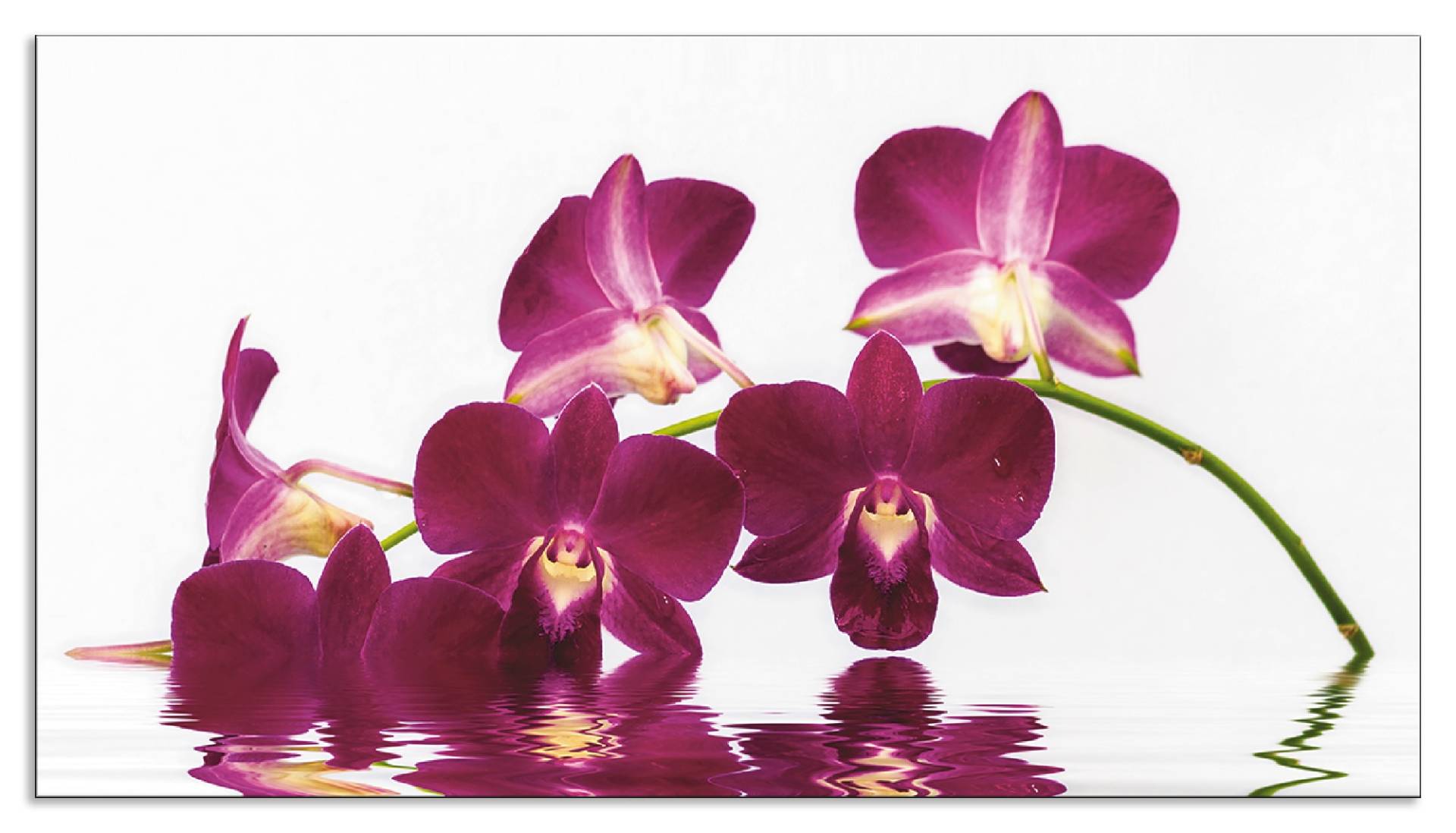 Artland Küchenrückwand »Phalaenopsis Orchidee«, (1 tlg.) von Artland