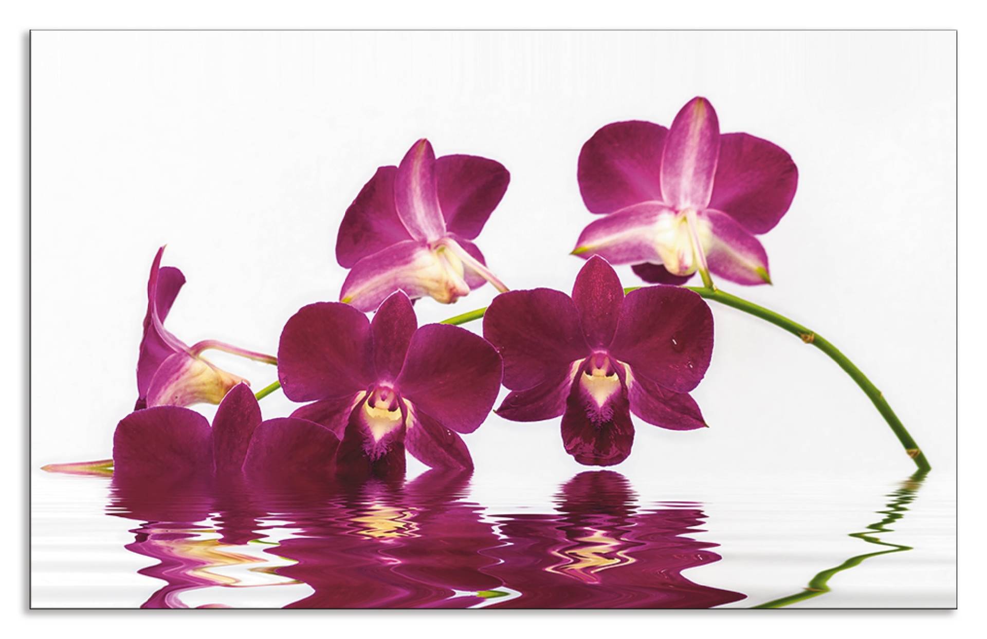 Artland Küchenrückwand »Phalaenopsis Orchidee«, (1 tlg.) von Artland