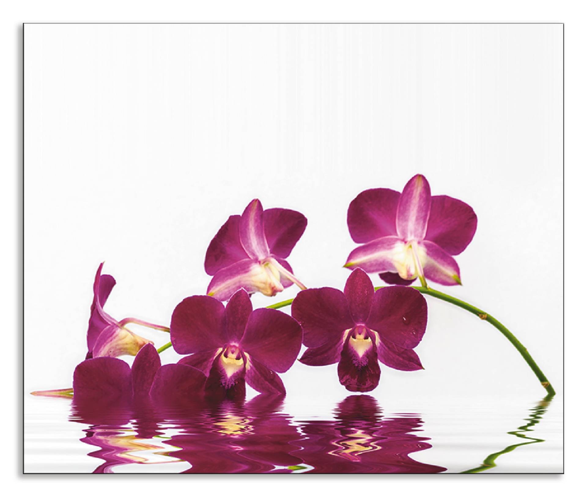 Artland Küchenrückwand »Phalaenopsis Orchidee«, (1 tlg.) von Artland