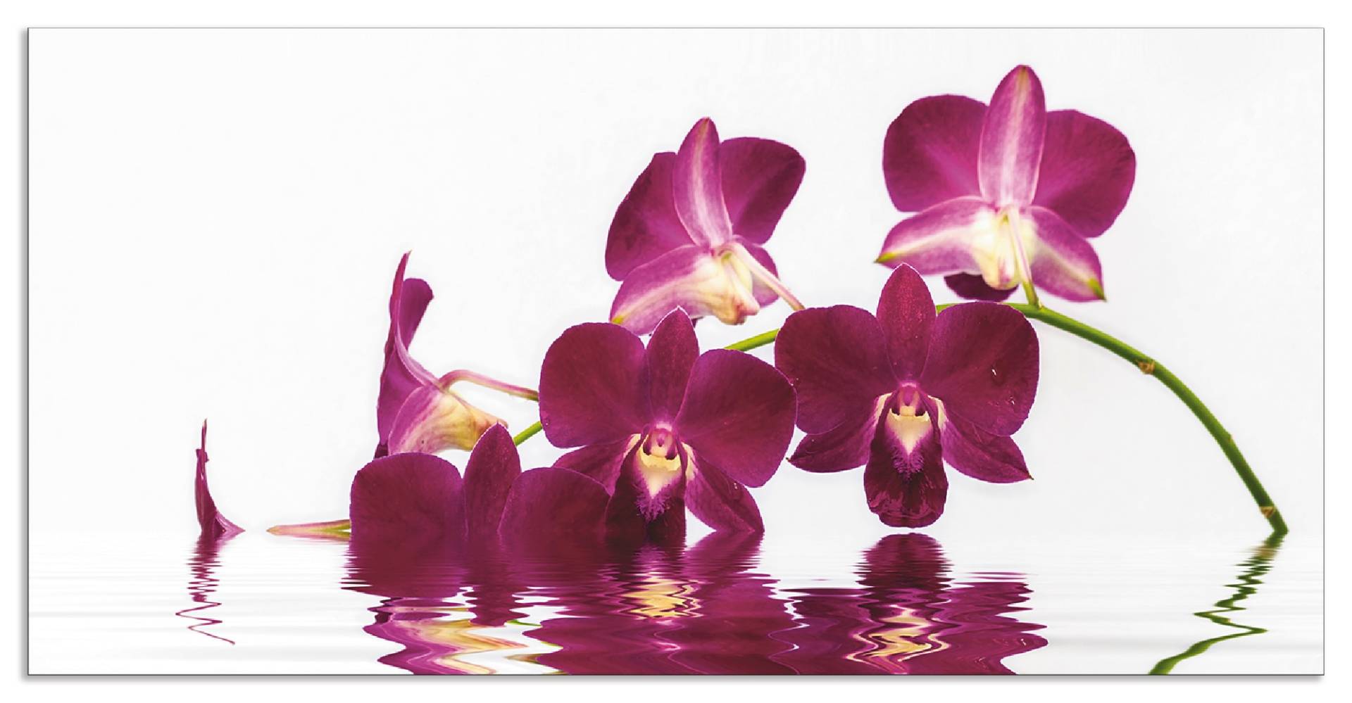 Artland Küchenrückwand »Phalaenopsis Orchidee«, (1 tlg.), Alu Spritzschutz mit Klebeband, einfache Montage Artland Küchenrückwand »Phalaenopsis Orchidee«, (1 tlg.), Alu Spritzschutz mit Klebeband, einfache Montage von Artland