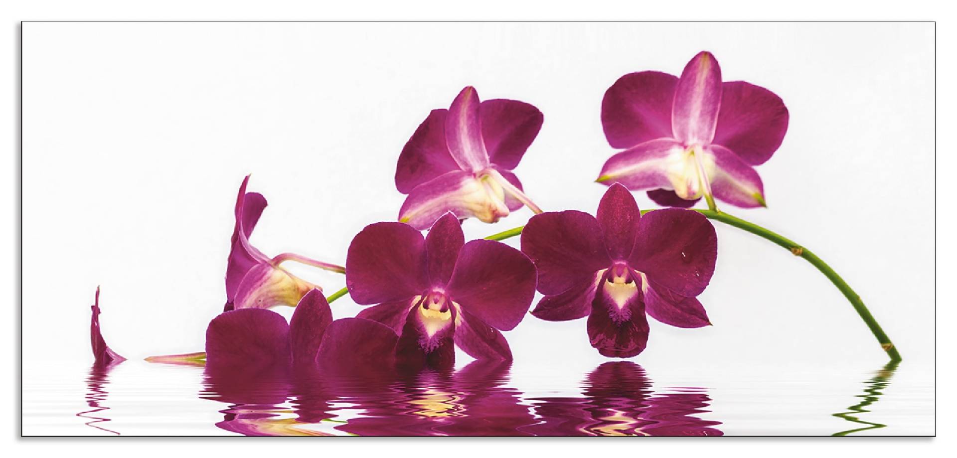 Artland Küchenrückwand »Phalaenopsis Orchidee«, (1 tlg.) von Artland