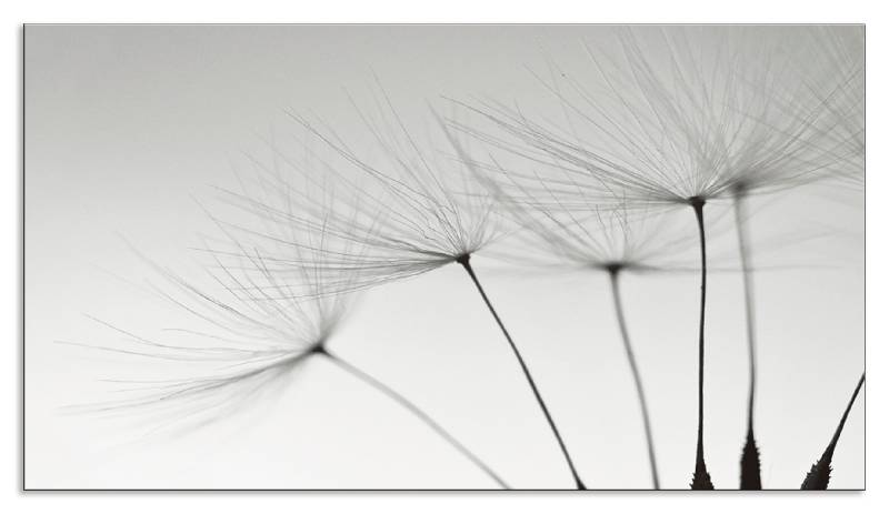 Artland Küchenrückwand »Pusteblumen-Samen I«, (1 tlg.), Alu Spritzschutz mit Klebeband, einfache Montage von Artland