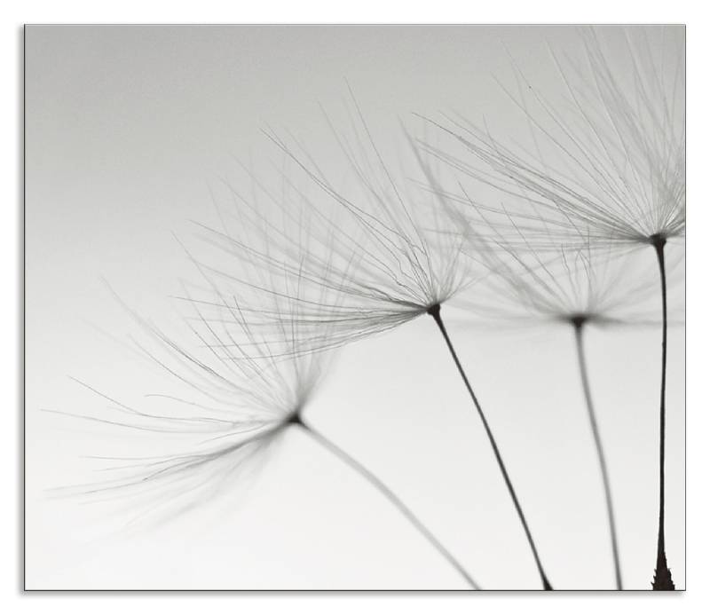 Artland Küchenrückwand »Pusteblumen-Samen I«, (1 tlg.), Alu Spritzschutz mit Klebeband, einfache Montage von Artland
