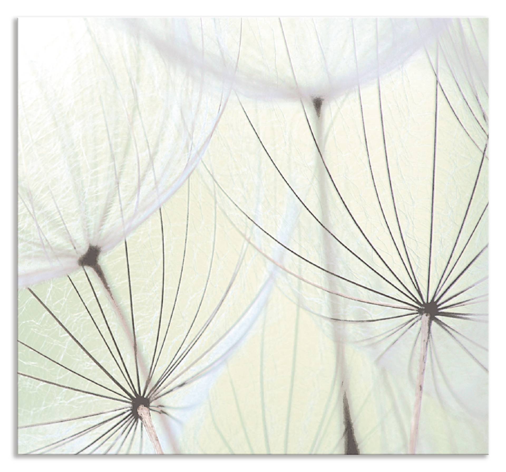 Artland Küchenrückwand »Pusteblumen-Samen aufgehellt«, (1 tlg.), Alu Spritzschutz mit Klebeband, einfache Montage von Artland