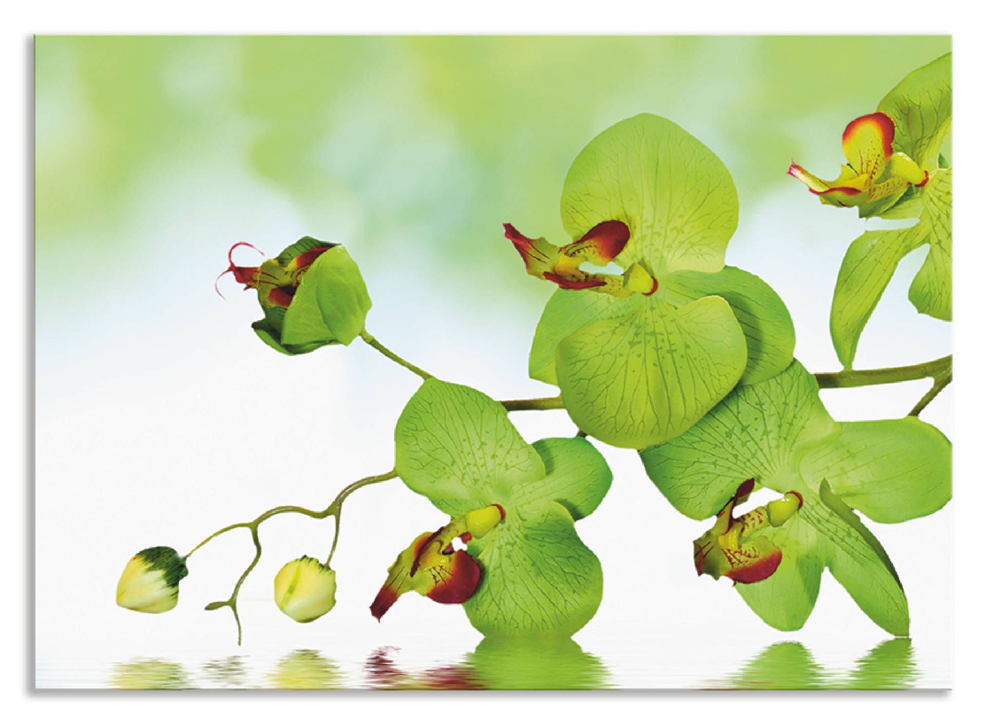 Artland Küchenrückwand »Schöne Orchidee mit grünem Hintergrund«, (1 tlg.) von Artland