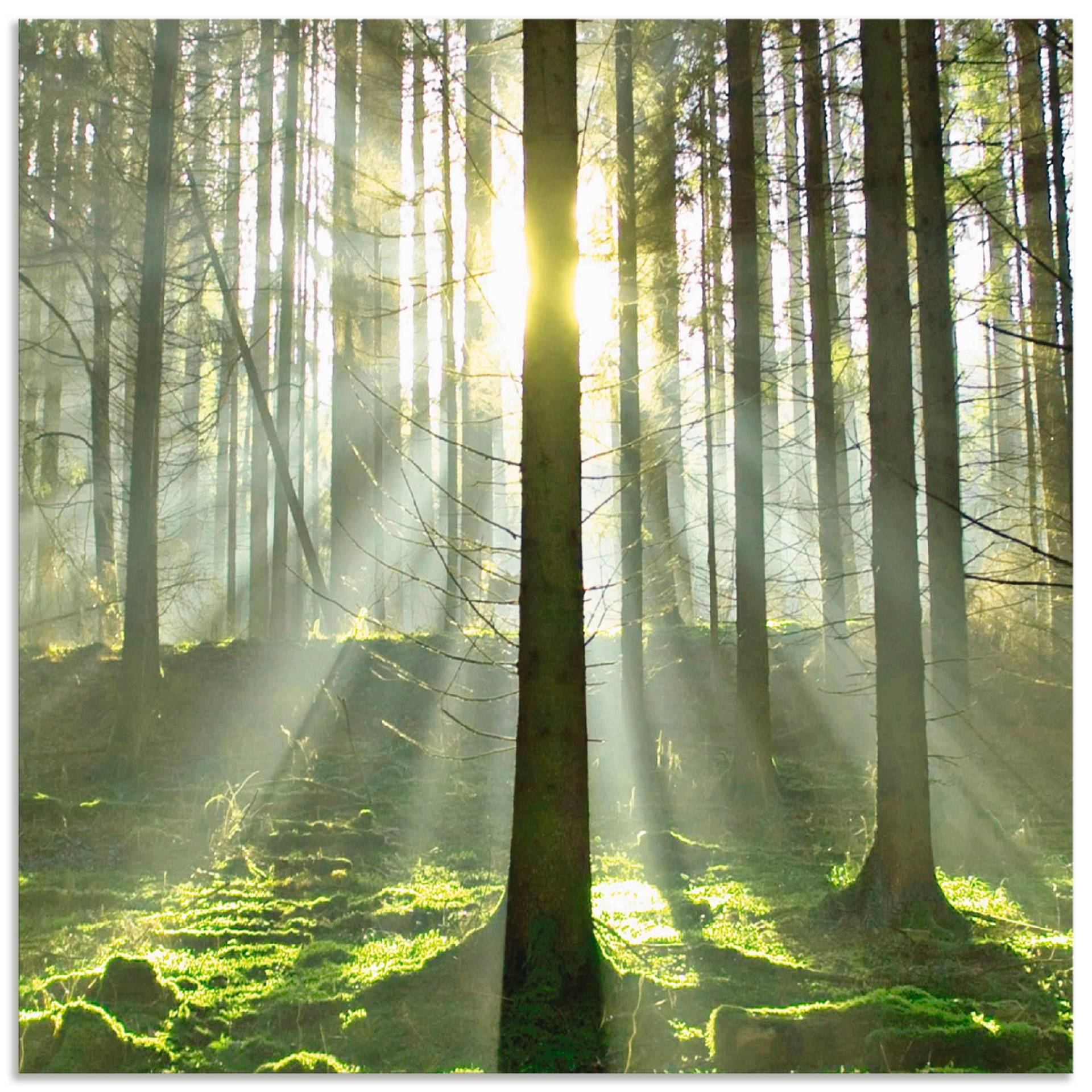 Artland Küchenrückwand »Wald im Gegenlicht«, (1 tlg.) von Artland