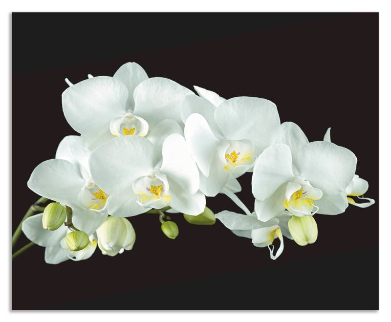 Artland Küchenrückwand »Weisse Orchidee auf schwarzem Hintergrund«, (1 tlg.), Alu Spritzschutz mit Klebeband, einfache Montage von Artland