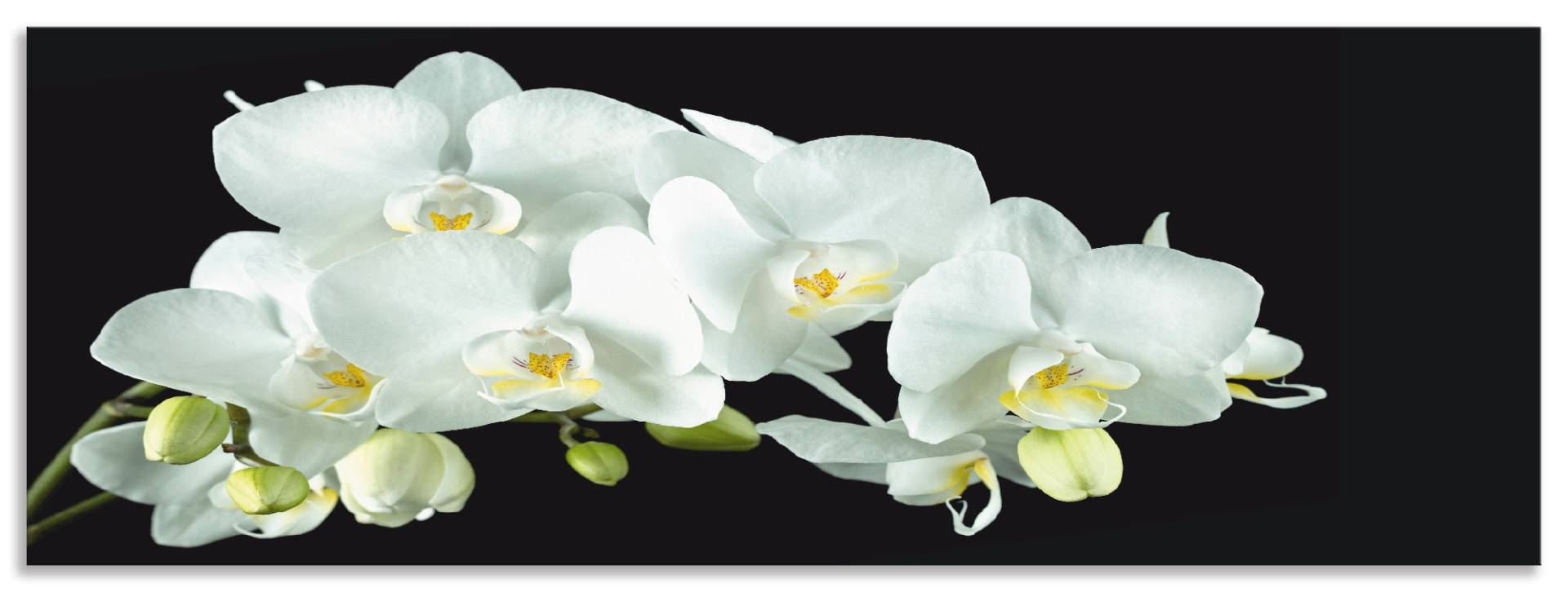 Artland Küchenrückwand »Weisse Orchidee auf schwarzem Hintergrund«, (1 tlg.), Alu Spritzschutz mit Klebeband, einfache Montage Artland Küchenrückwand »Weisse Orchidee auf schwarzem Hintergrund«, (1 tlg.), Alu Spritzschutz mit Klebeband, einfache Montage von Artland