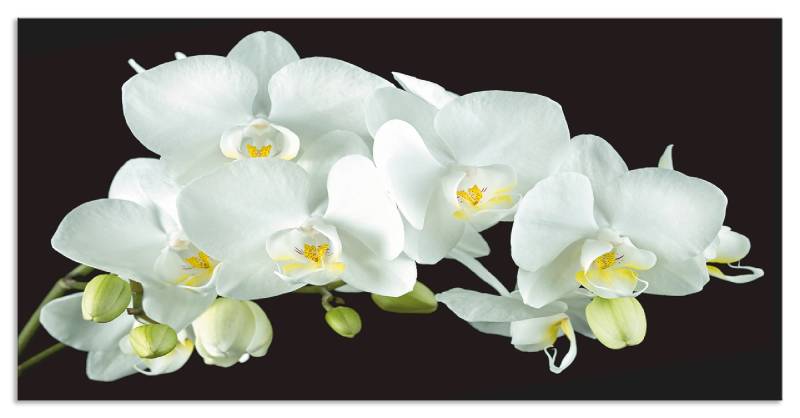 Artland Küchenrückwand »Weisse Orchidee auf schwarzem Hintergrund«, (1 tlg.), Alu Spritzschutz mit Klebeband, einfache Montage von Artland