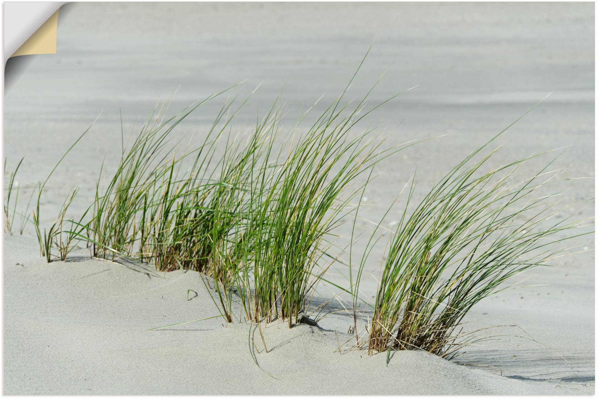 Artland Leinwandbild »Gräser am Strand«, Strandbilder, (1 St.), auf Keilrahmen gespannt von Artland