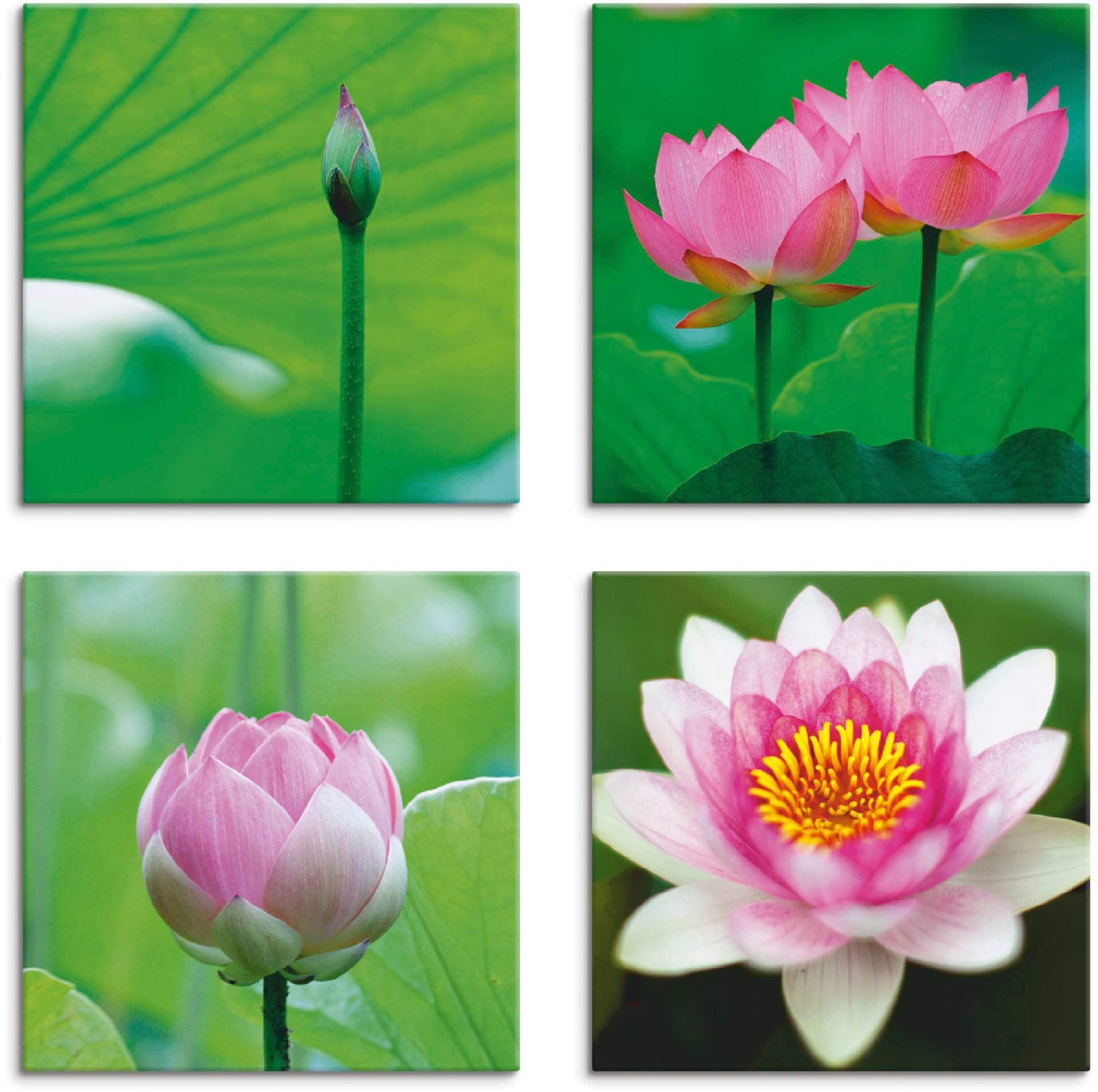 Artland Leinwandbild »Lotusblumen Motive«, Blumen, (4 St.), 4er Set, verschiedene Grössen Artland Leinwandbild »Lotusblumen Motive«, Blumen, (4 St.), 4er Set, verschiedene Grössen von Artland