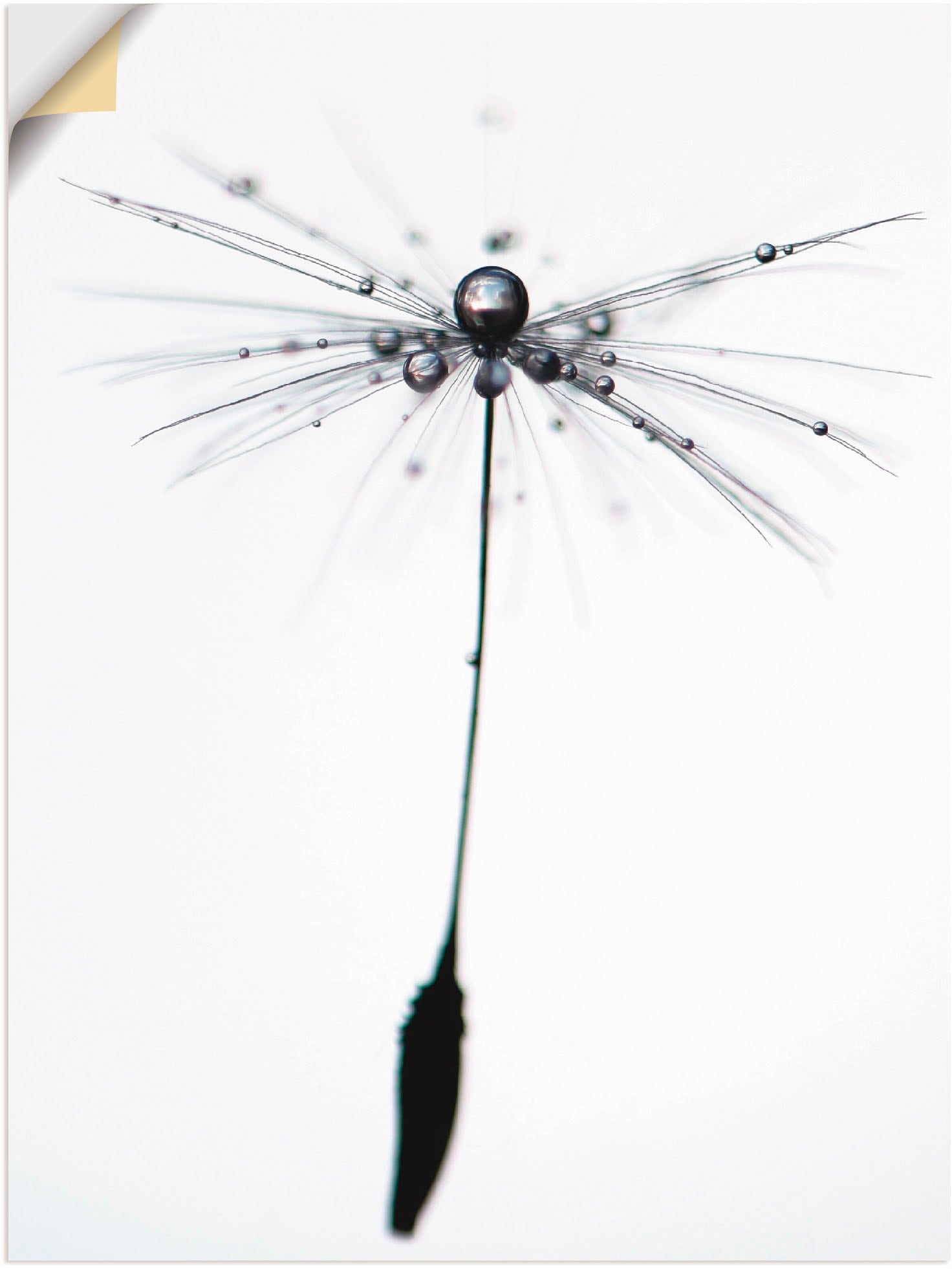 Artland Leinwandbild »Pusteblume Alone«, Blumen, (1 St.), auf Keilrahmen gespannt von Artland