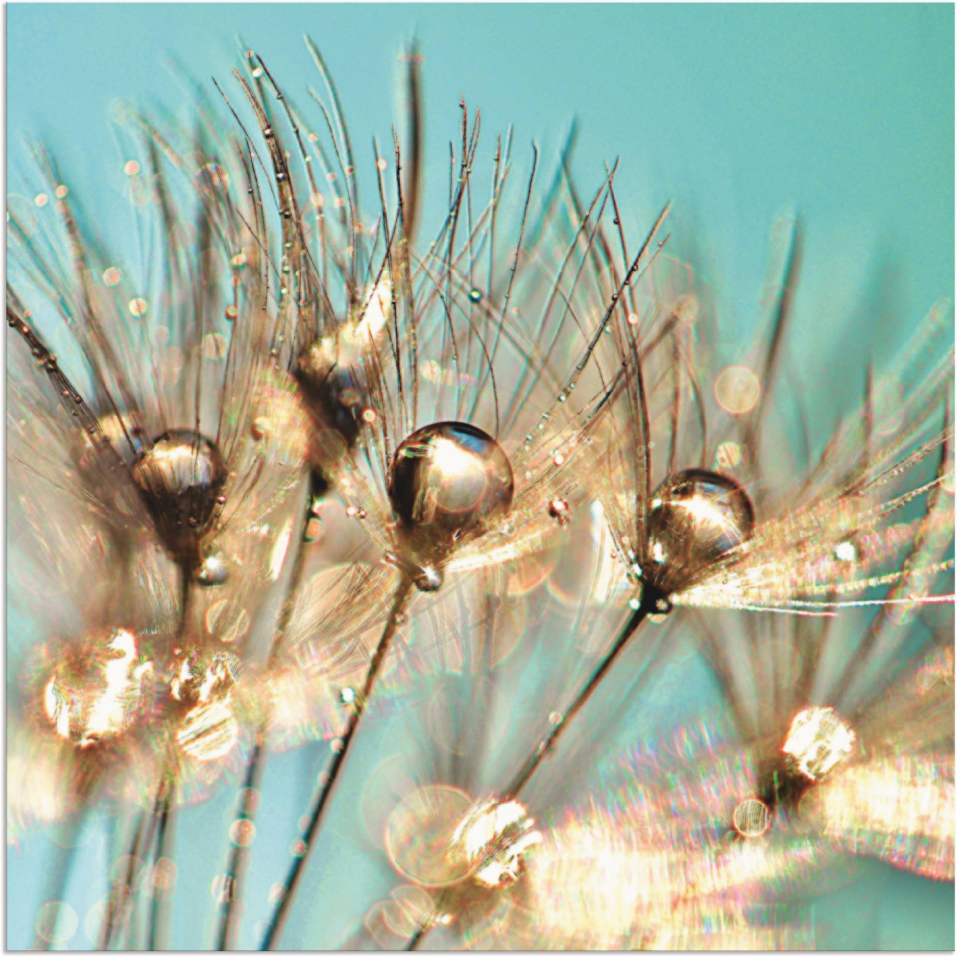 Artland Leinwandbild »Pusteblume Goldener Tau«, Blumen, (1 St.), auf Keilrahmen gespannt von Artland