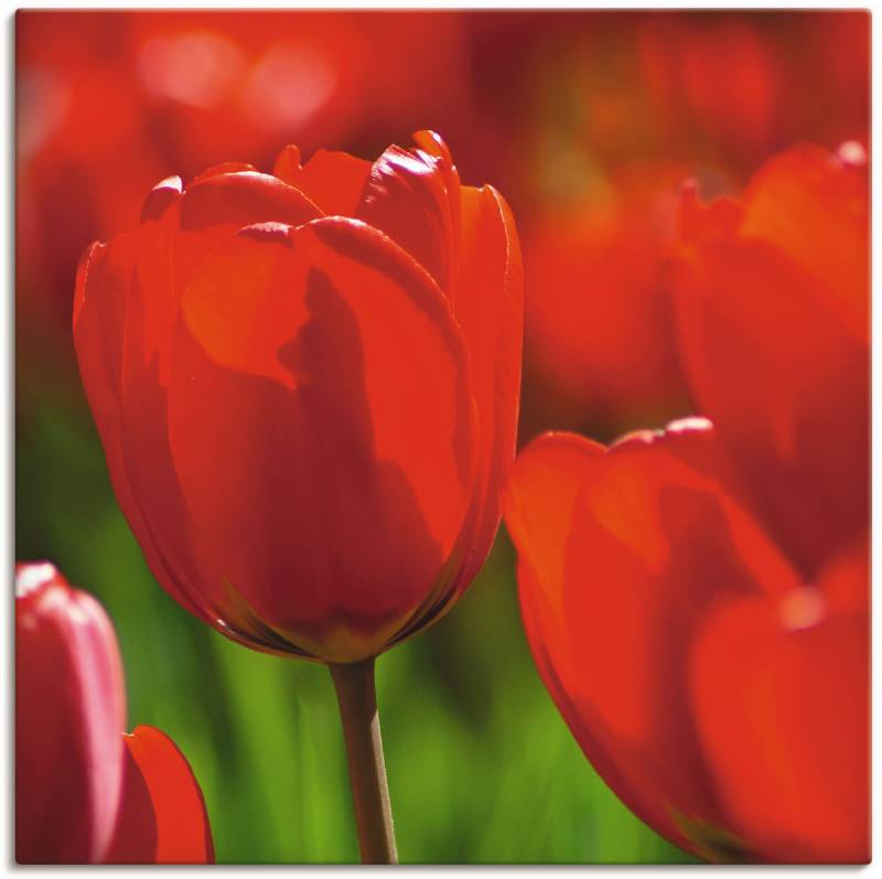Artland Leinwandbild »Rote Tulpen in der Sonne«, Blumen, (1 St.), auf Keilrahmen gespannt von Artland