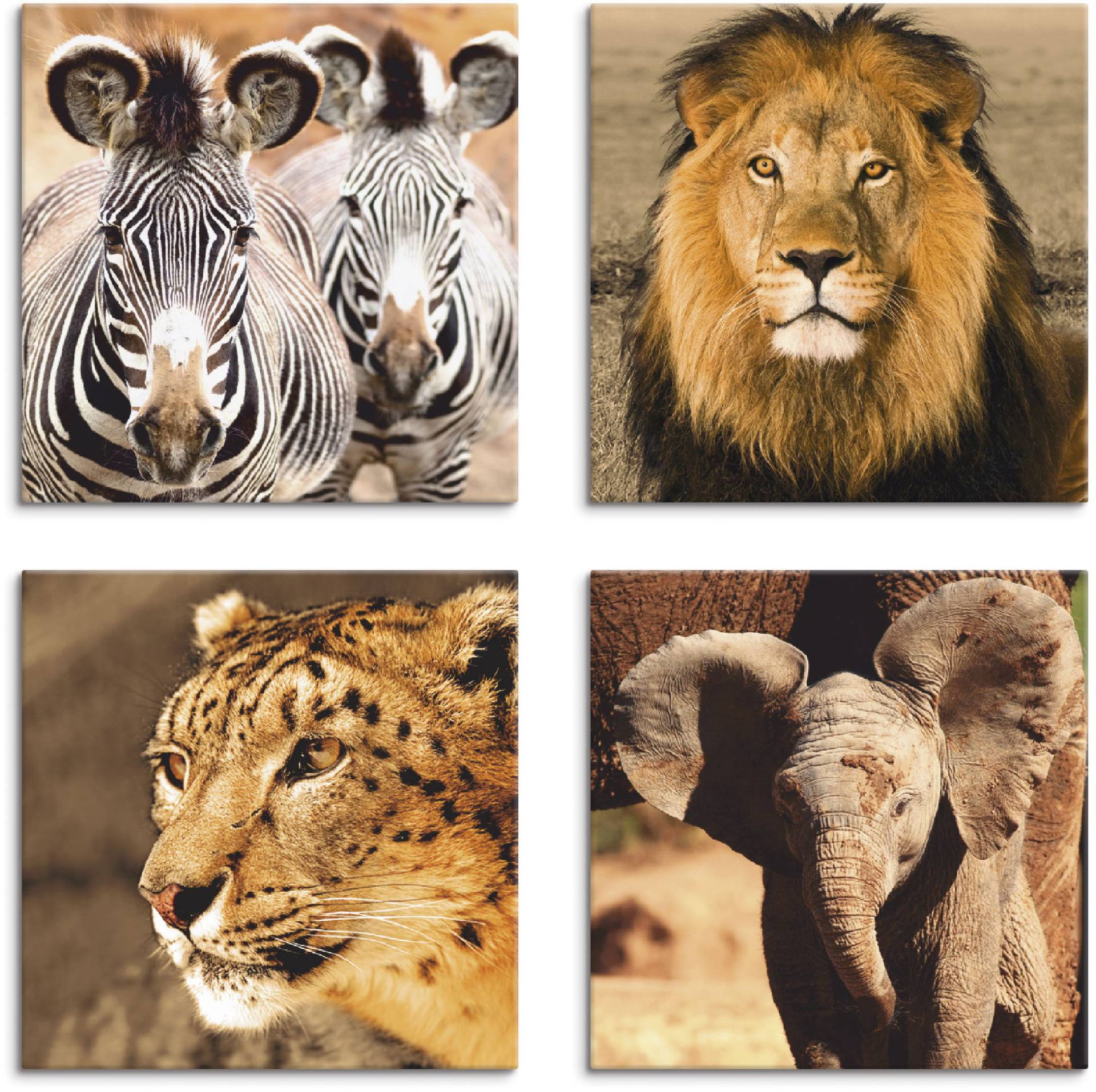 Artland Leinwandbild »Zebras Löwe Schneeleopard Elefanten«, Wildtiere, (4 St.), 4er Set, verschiedene Grössen Artland Leinwandbild »Zebras Löwe Schneeleopard Elefanten«, Wildtiere, (4 St.), 4er Set, verschiedene Grössen von Artland