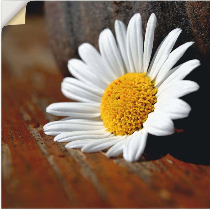 Artland Poster »Margeriten Stillleben«, Blumen, (1 St.), als Leinwandbild, Wandaufkleber oder Poster in versch. Grössen von Artland
