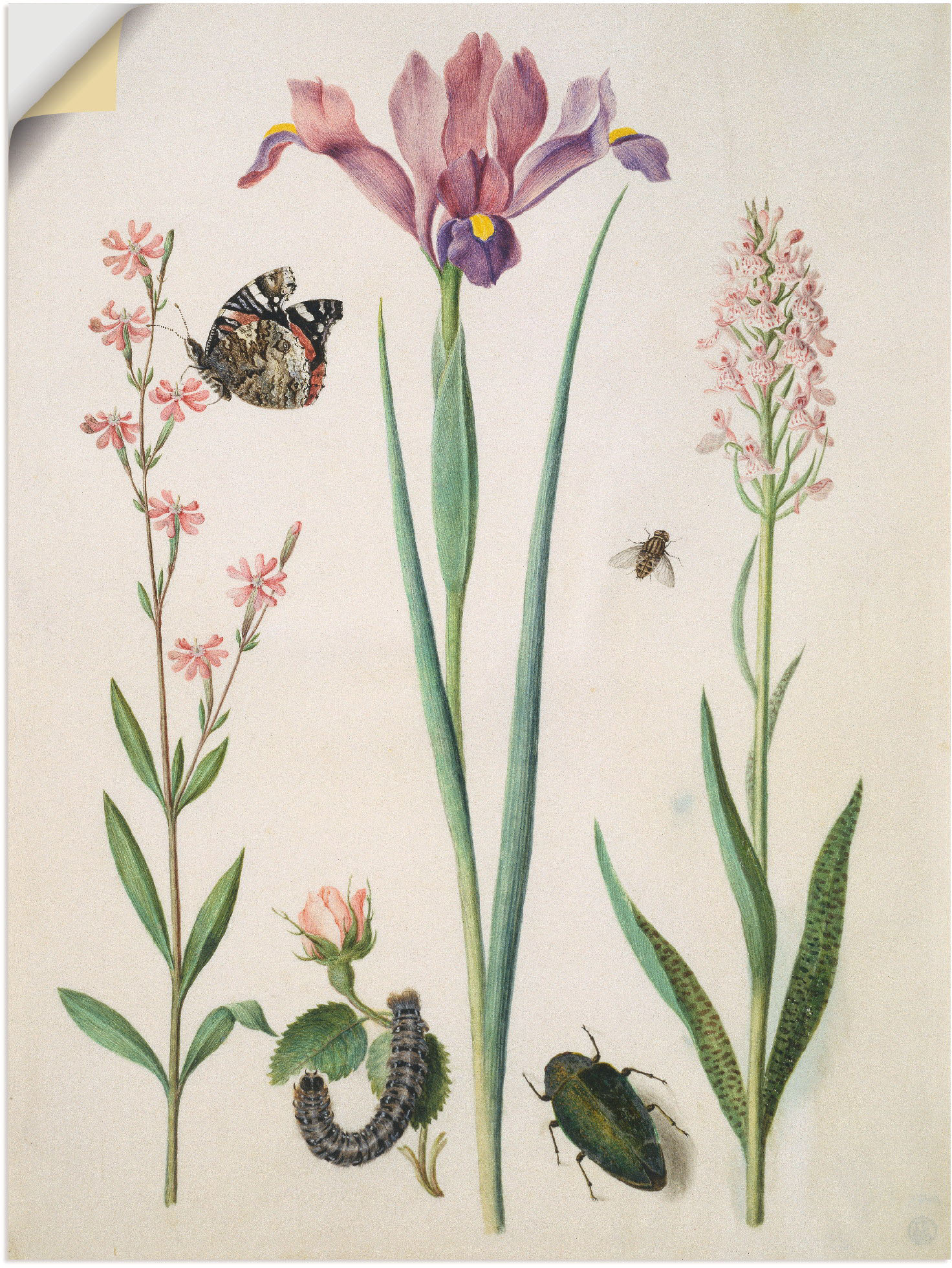 Artland Wandbild »Admiral, Rose Iris Knabenkraut.«, Pflanzen, (1 St.), als Poster, Wandaufkleber in verschied. Grössen Artland Wandbild »Admiral, Rose Iris Knabenkraut.«, Pflanzen, (1 St.), als Poster, Wandaufkleber in verschied. Grössen von Artland