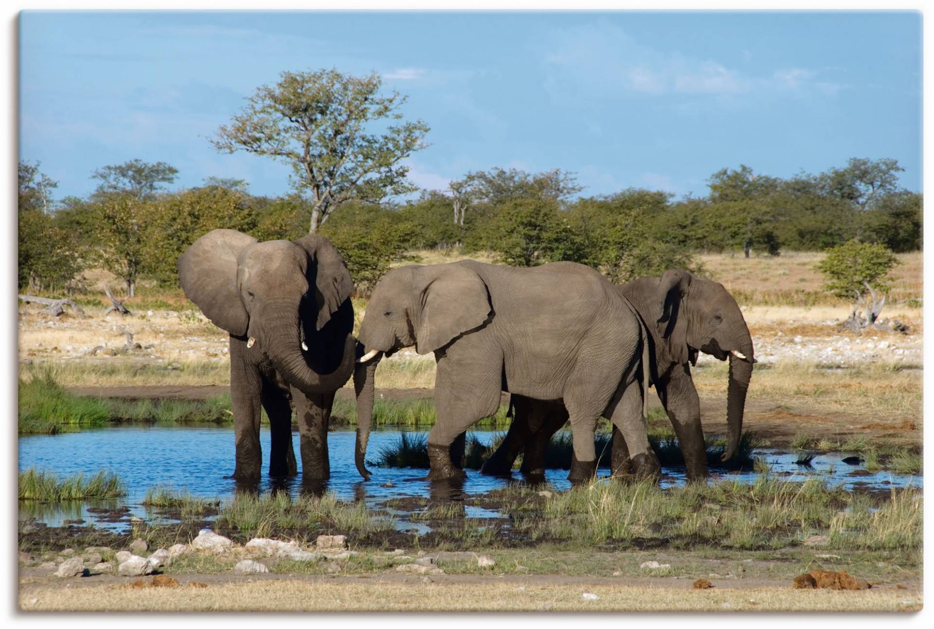 Artland Wandbild »Afrikanischer Elefant EtoshaNationalpark«, Elefanten Bilder, (1 St.), als Leinwandbild, Wandaufkleber in verschied. Grössen von Artland