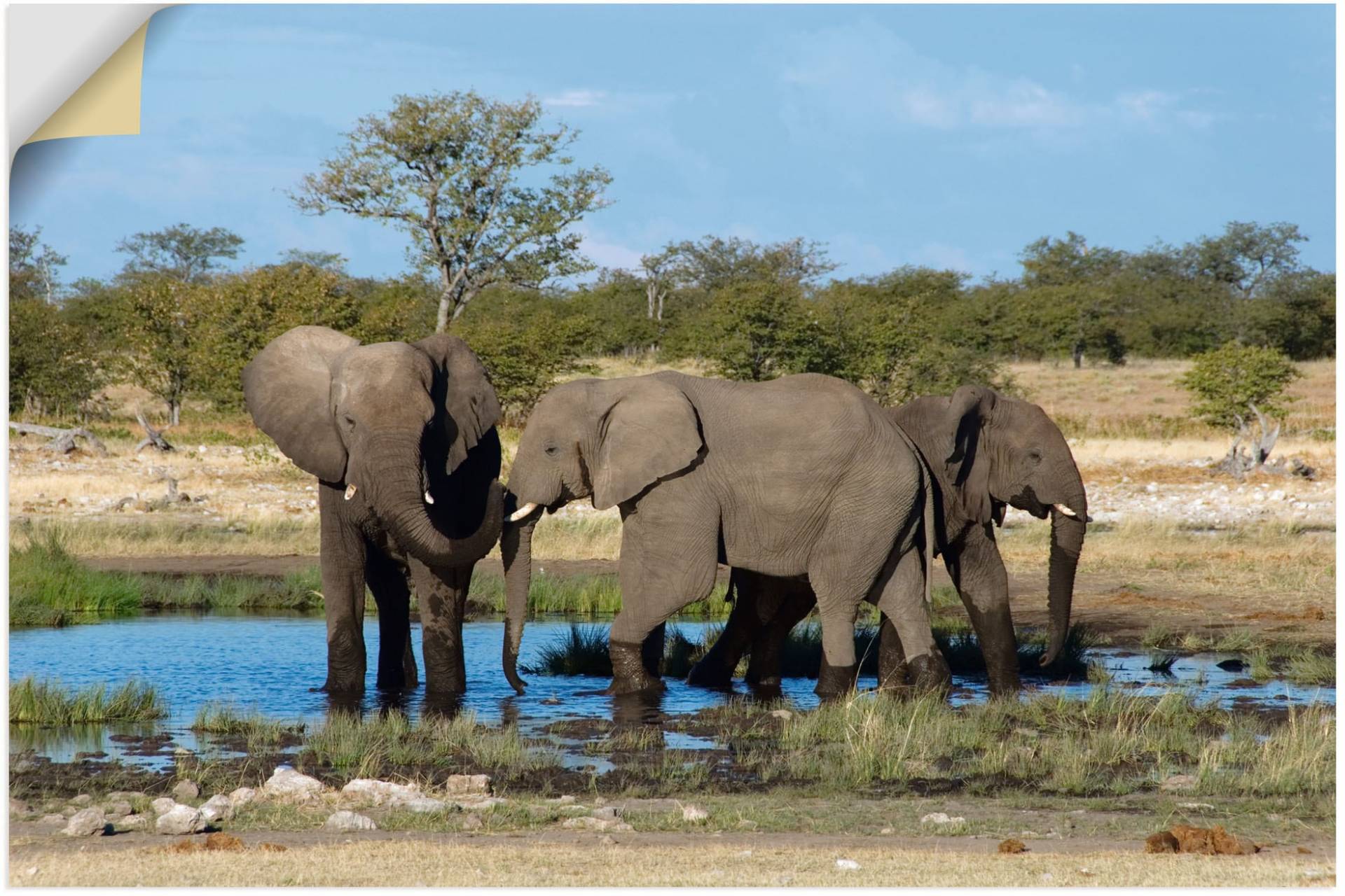 Artland Wandbild »Afrikanischer Elefant EtoshaNationalpark«, Elefanten Bilder, (1 St.), als Leinwandbild, Wandaufkleber in verschied. Grössen von Artland
