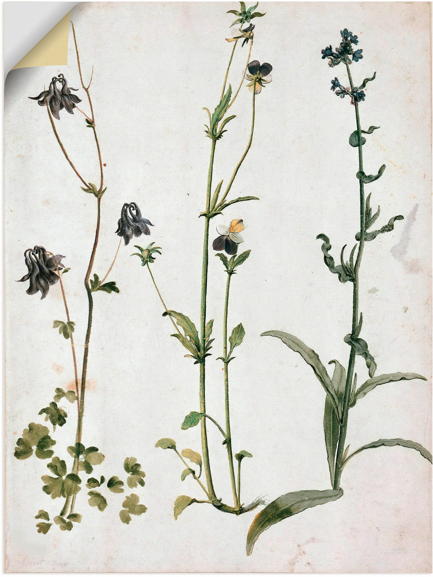 Artland Wandbild »Akelei, Stiefmütterchen und Ochsenzunge«, Blumenbilder, (1 St.), als Leinwandbild, Wandaufkleber in verschied. Grössen von Artland