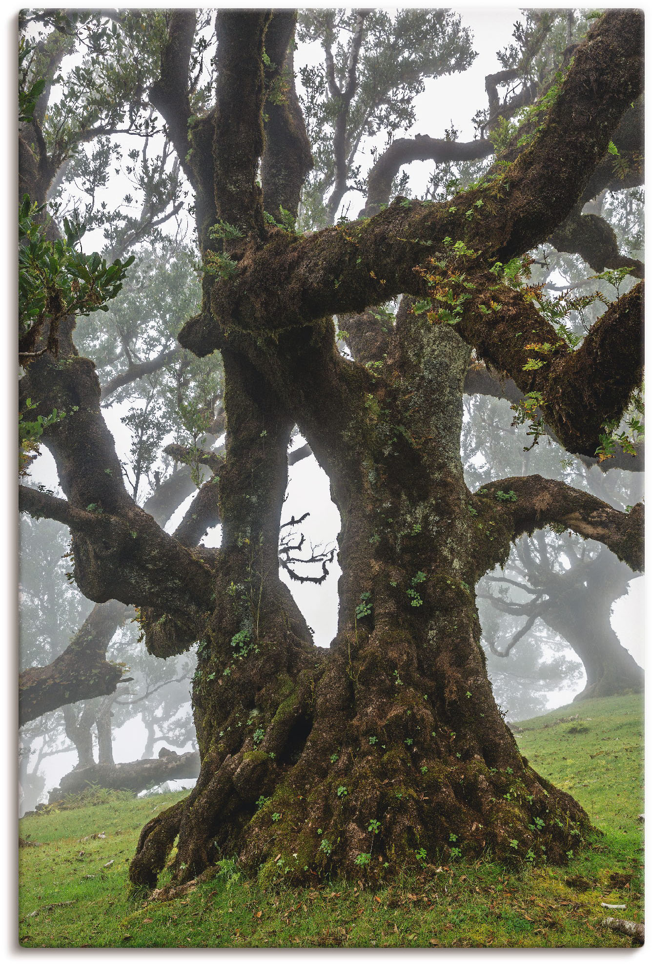 Artland Wandbild »Alter Lorbeerbaum«, Bäume, (1 St.), als Leinwandbild, Poster in verschied. Grössen Artland Wandbild »Alter Lorbeerbaum«, Bäume, (1 St.), als Leinwandbild, Poster in verschied. Grössen von Artland