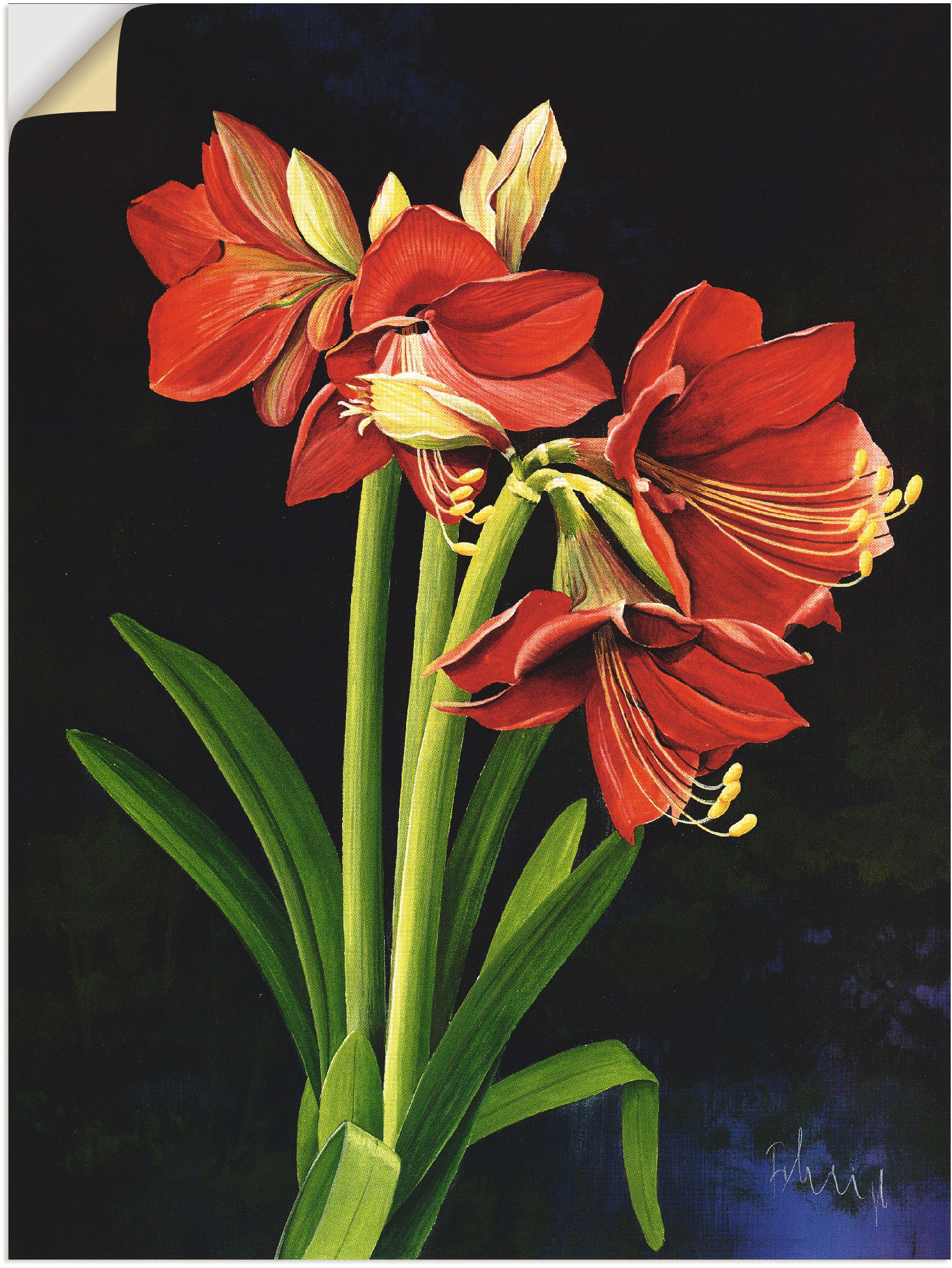 Artland Wandfolie »Amaryllis«, Blumen, (1 St.), selbstklebend Artland Wandfolie »Amaryllis«, Blumen, (1 St.), selbstklebend von Artland