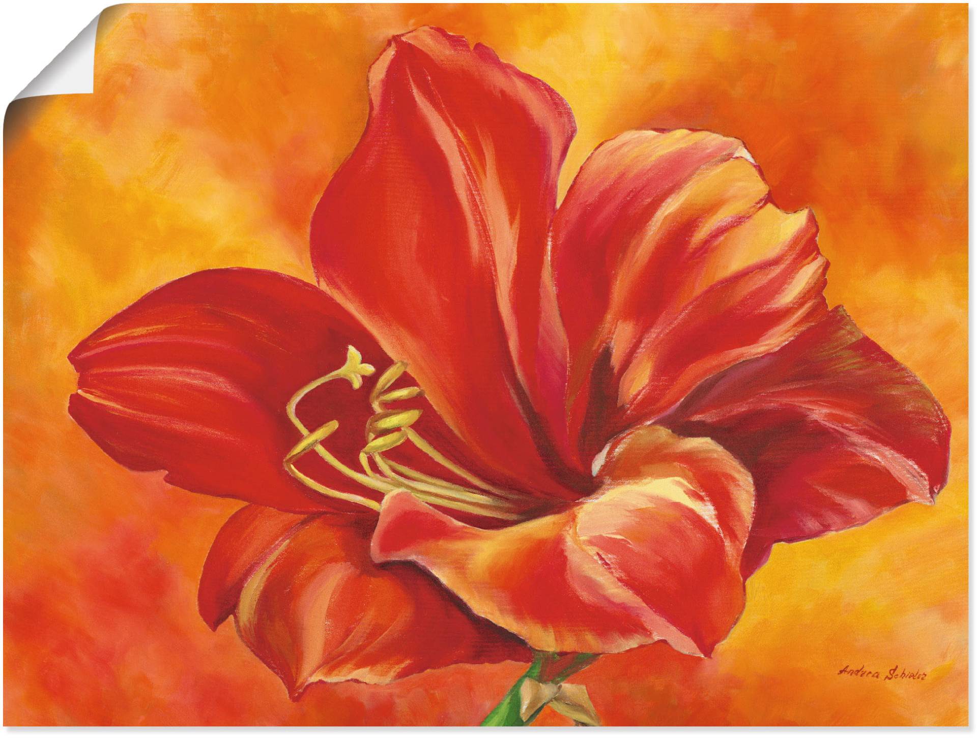 Artland Wandbild »Amaryllis«, Blumen, (1 St.), als Leinwandbild, Poster in verschied. Grössen Artland Wandbild »Amaryllis«, Blumen, (1 St.), als Leinwandbild, Poster in verschied. Grössen von Artland